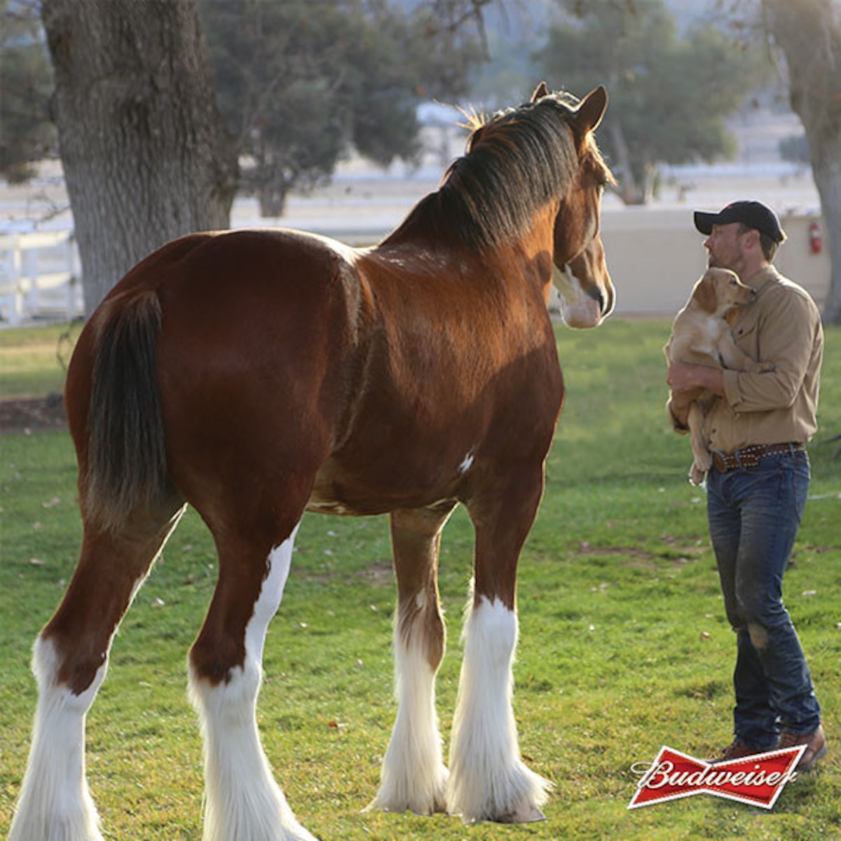 Clydesdale Wallpapers