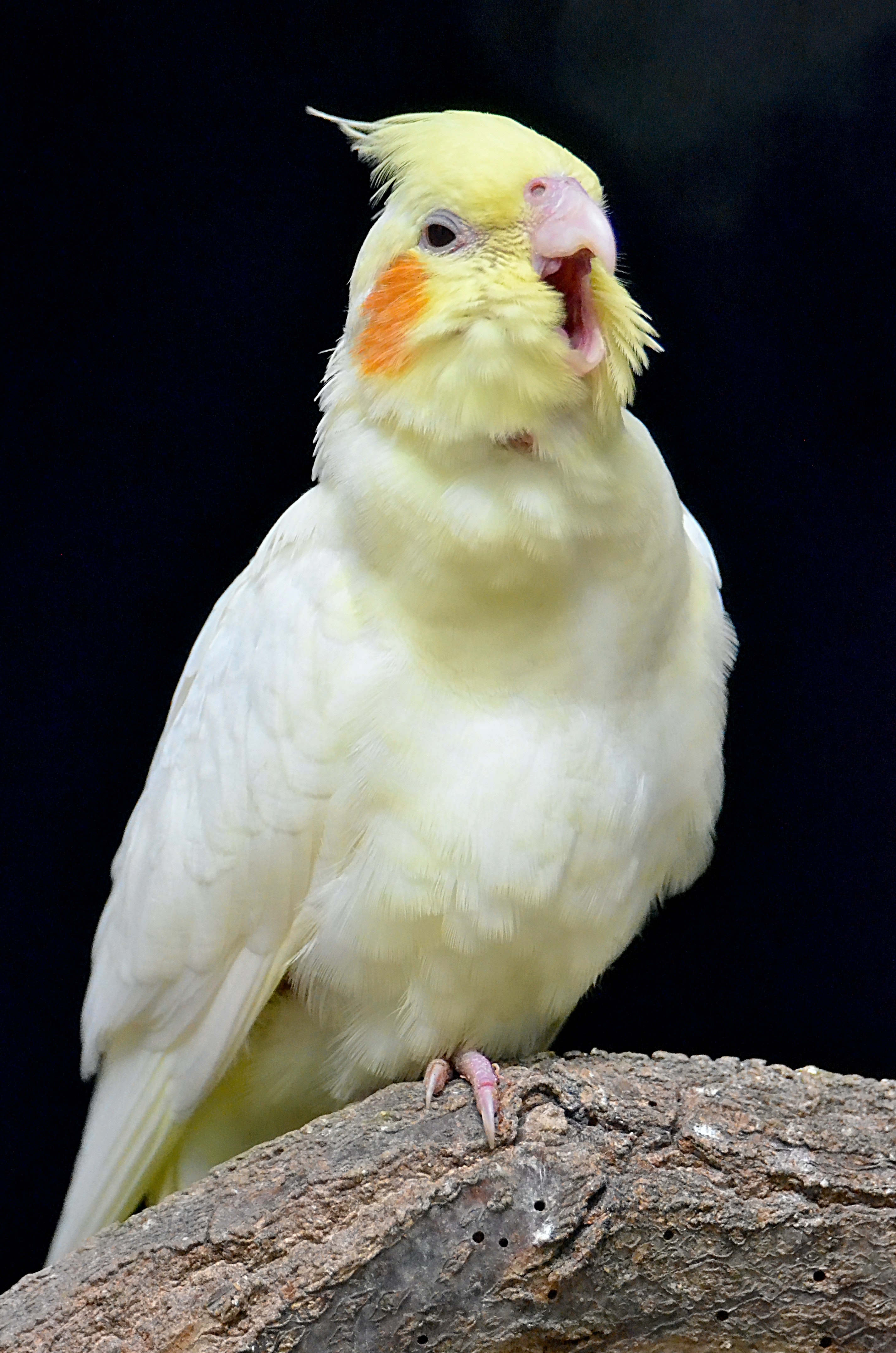 Cockatiel Iphone Wallpapers