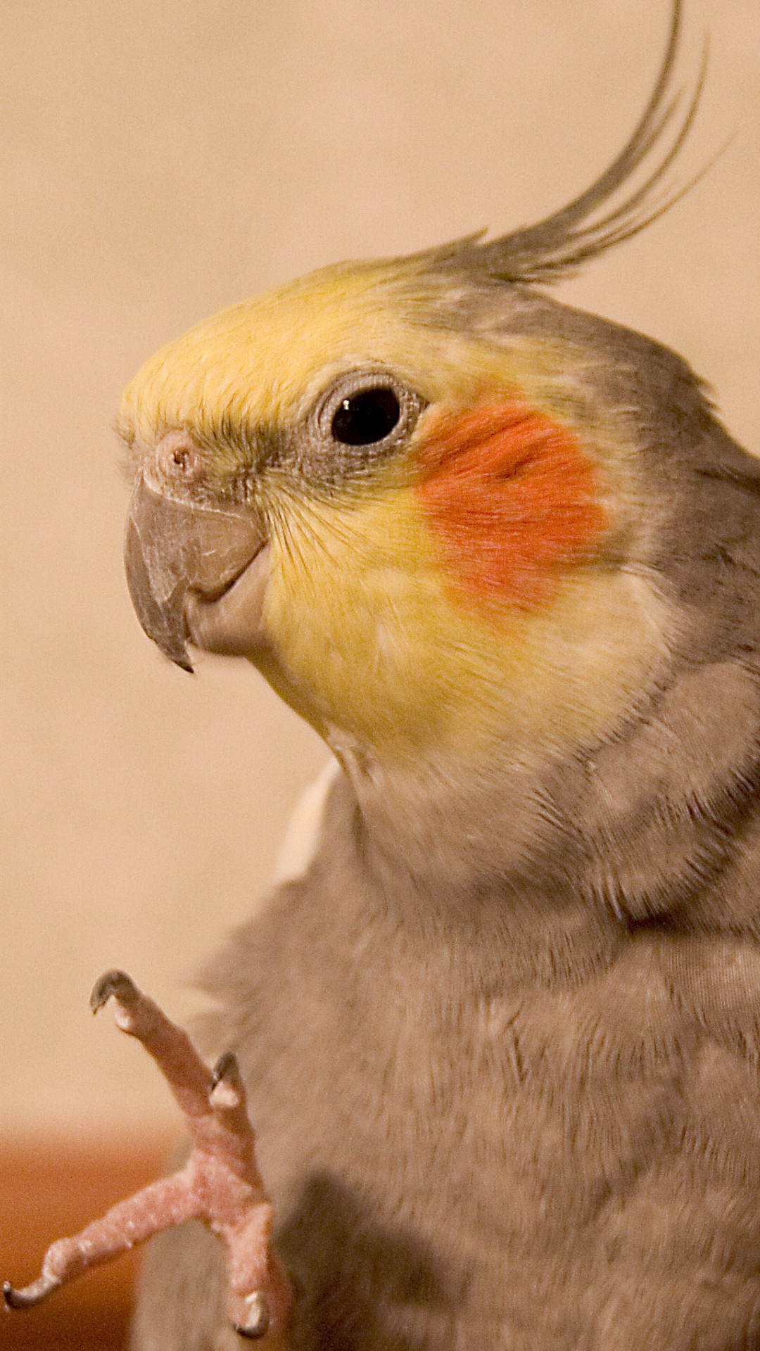 Cockatiel Iphone Wallpapers