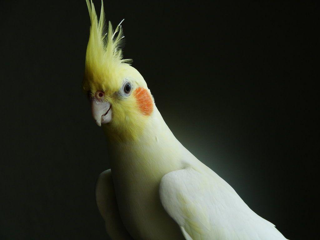 Cockatiel Iphone Wallpapers