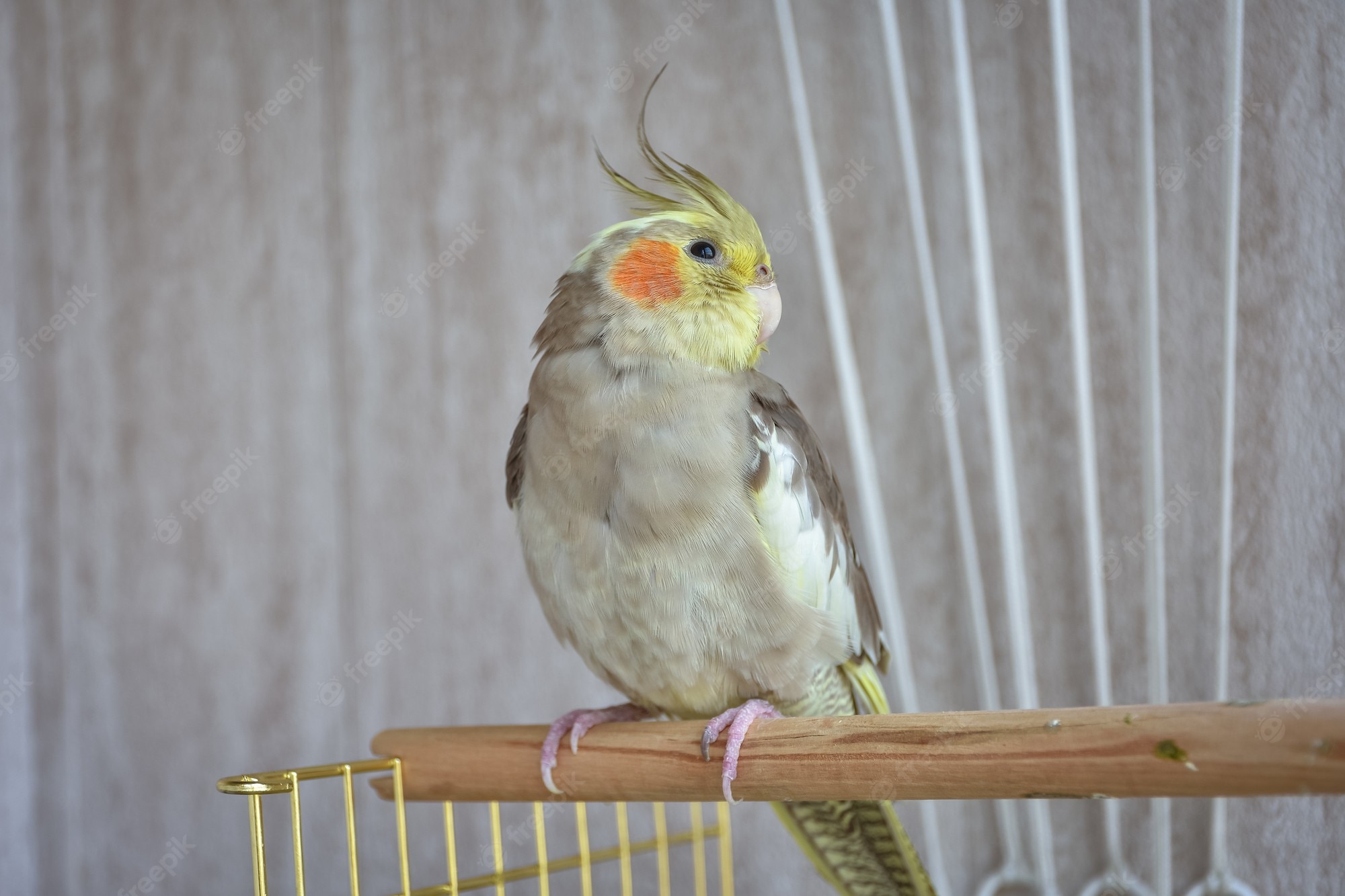 Cockatiel Iphone Wallpapers