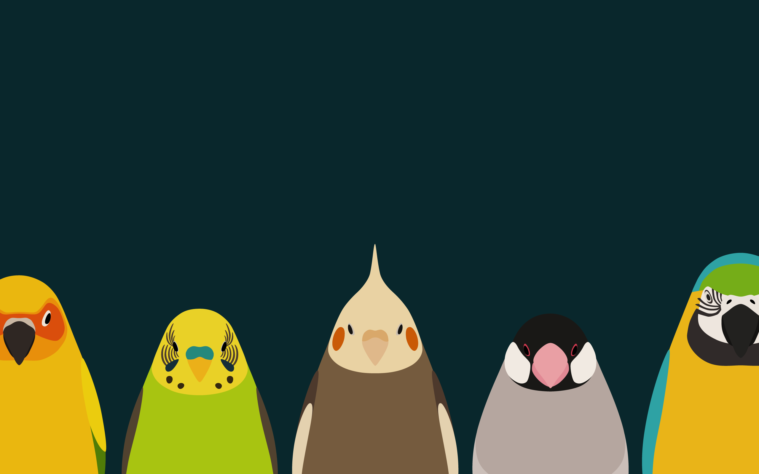 Cockatiel Iphone Wallpapers