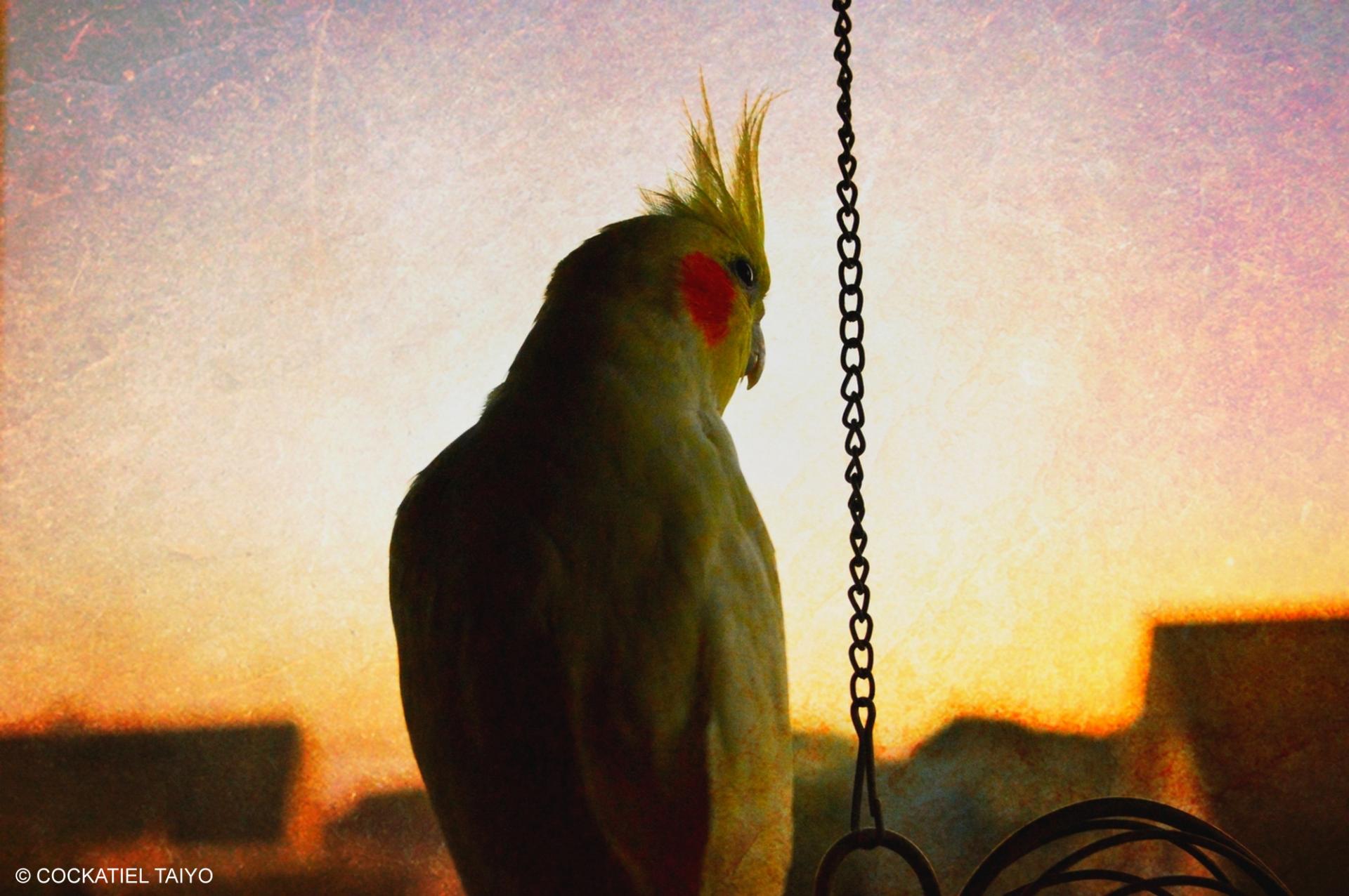 Cockatiel Iphone Wallpapers