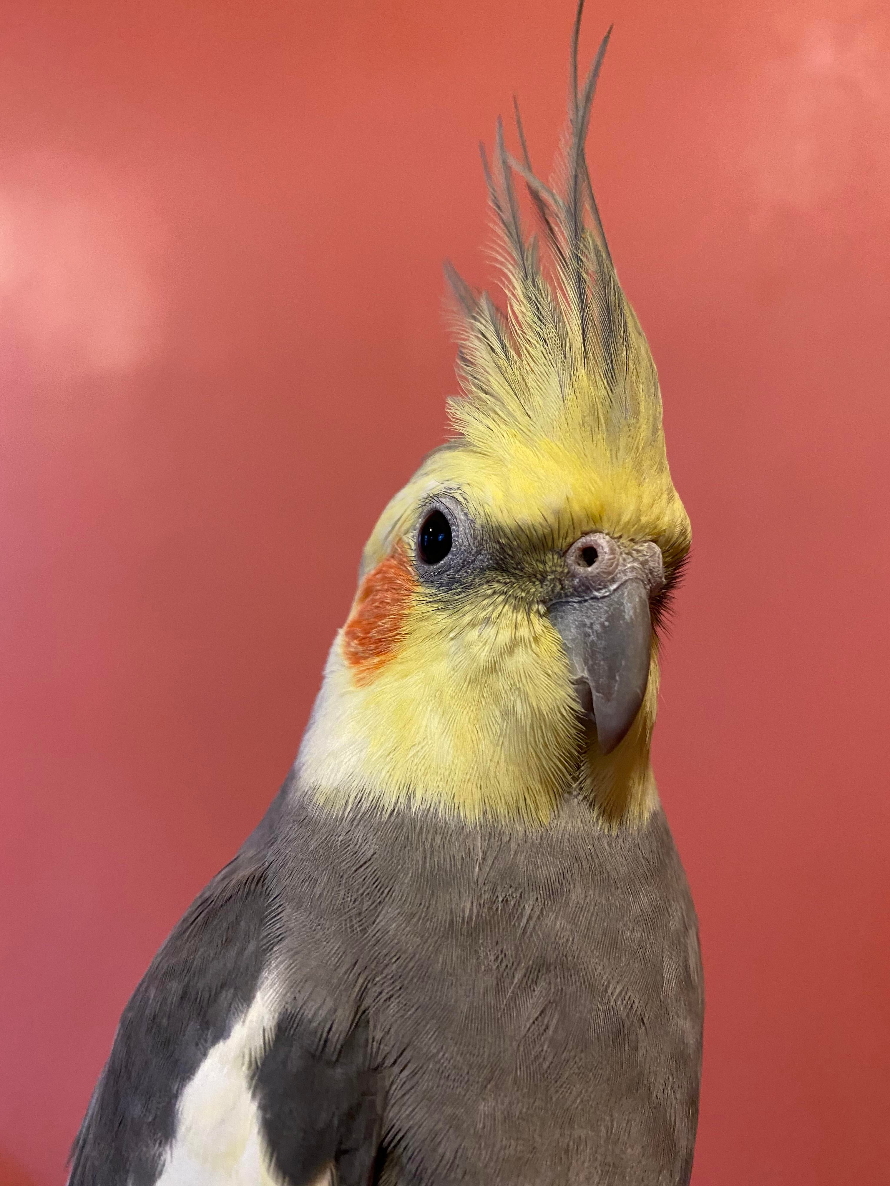 Cockatiel Iphone Wallpapers