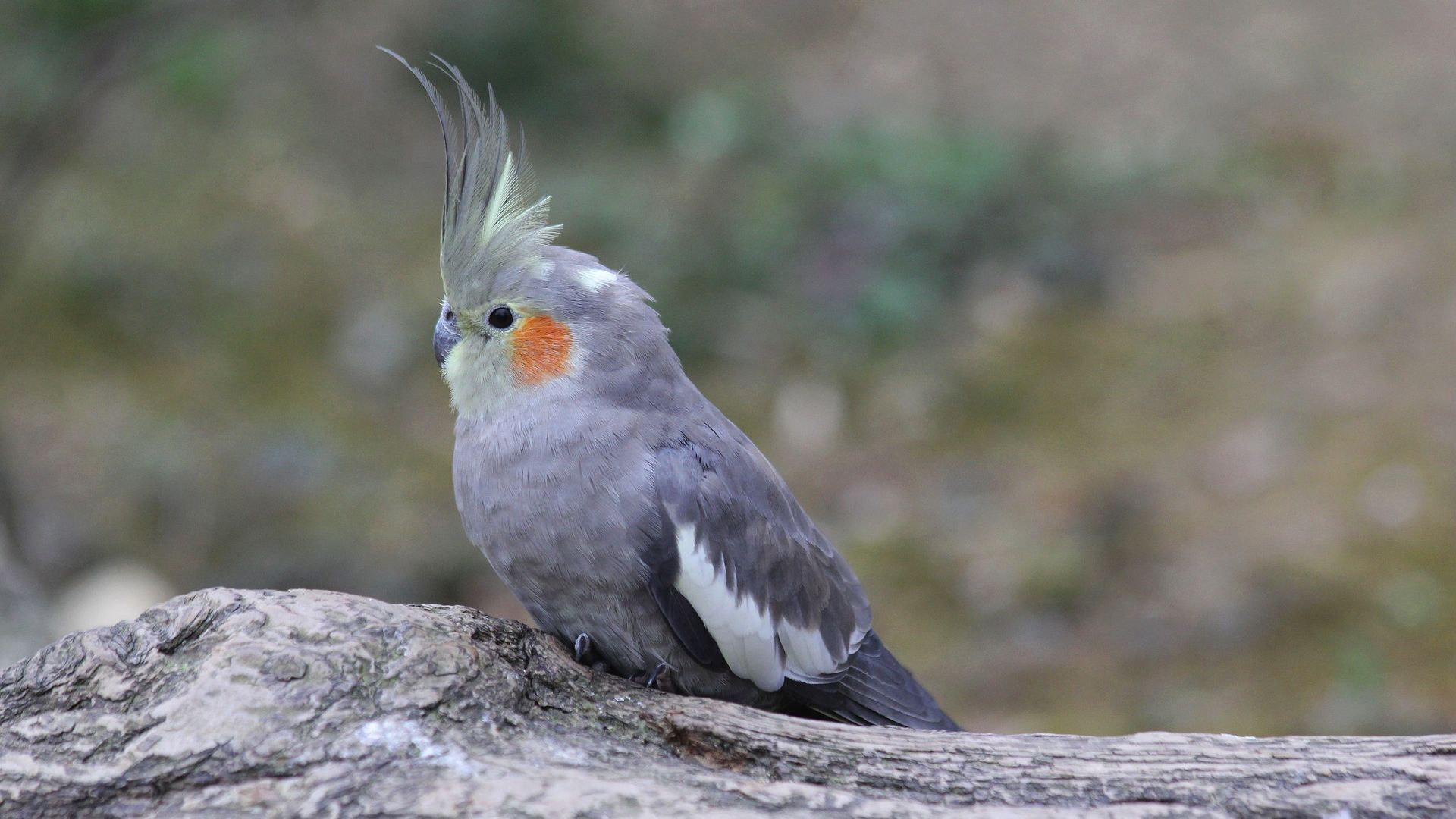 Cockatiel Iphone Wallpapers