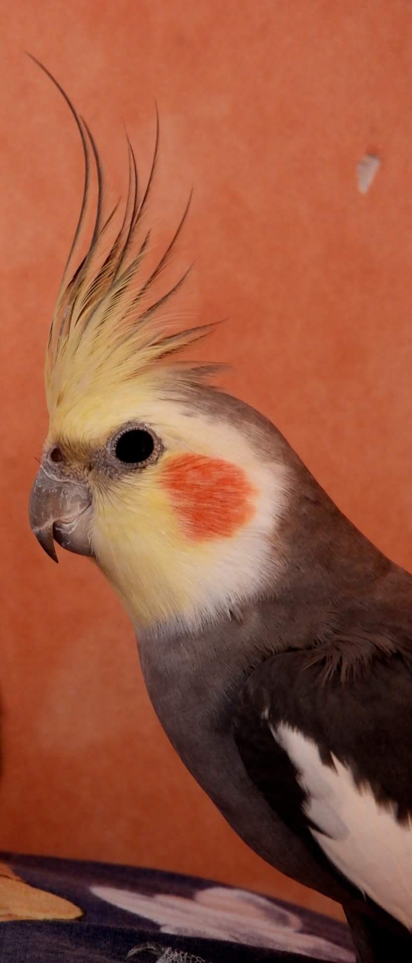 Cockatiel Iphone Wallpapers