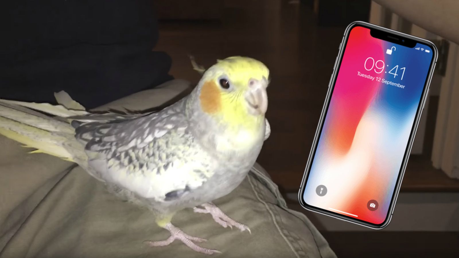 Cockatiel Iphone Wallpapers