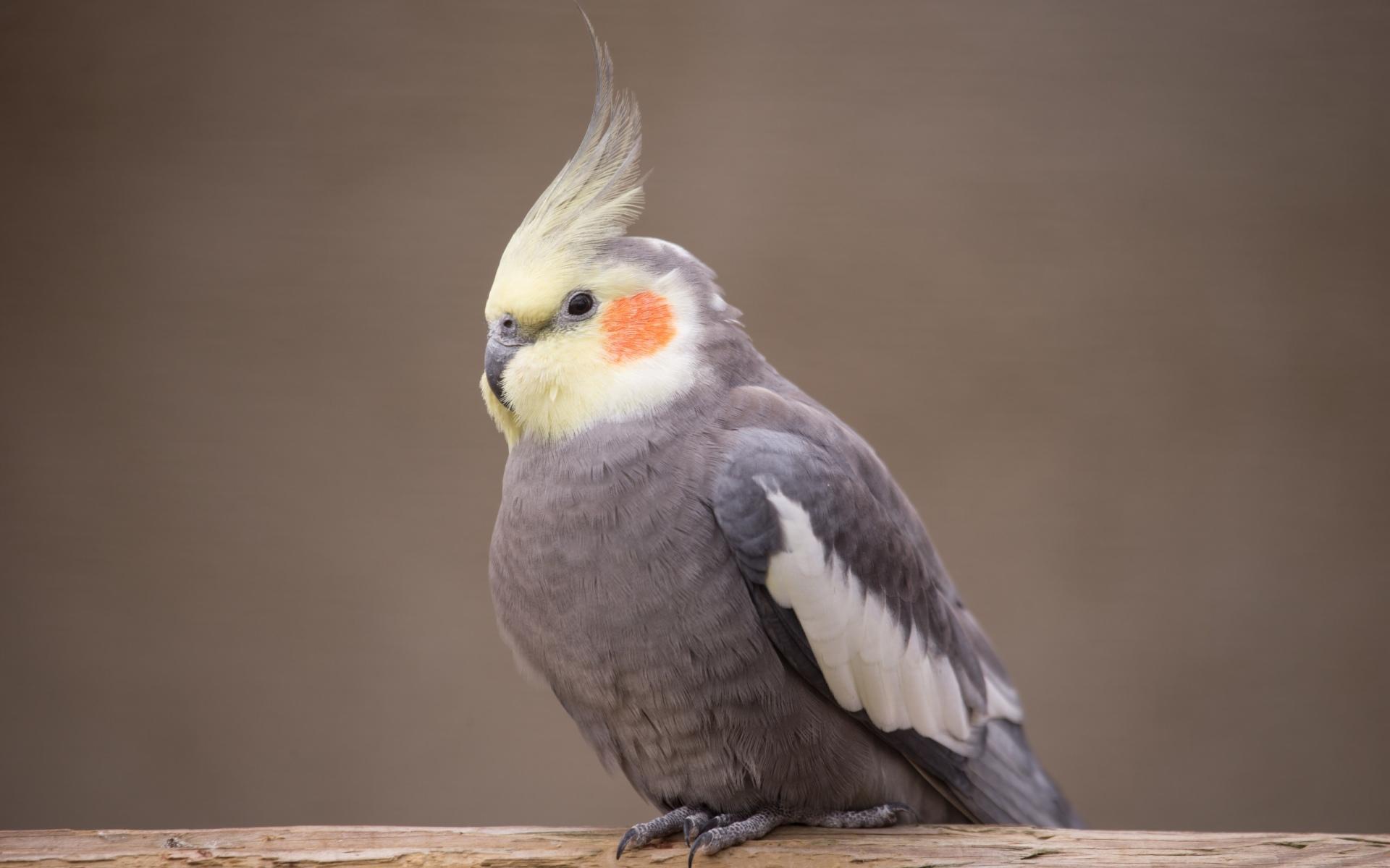 Cockatiel Iphone Wallpapers