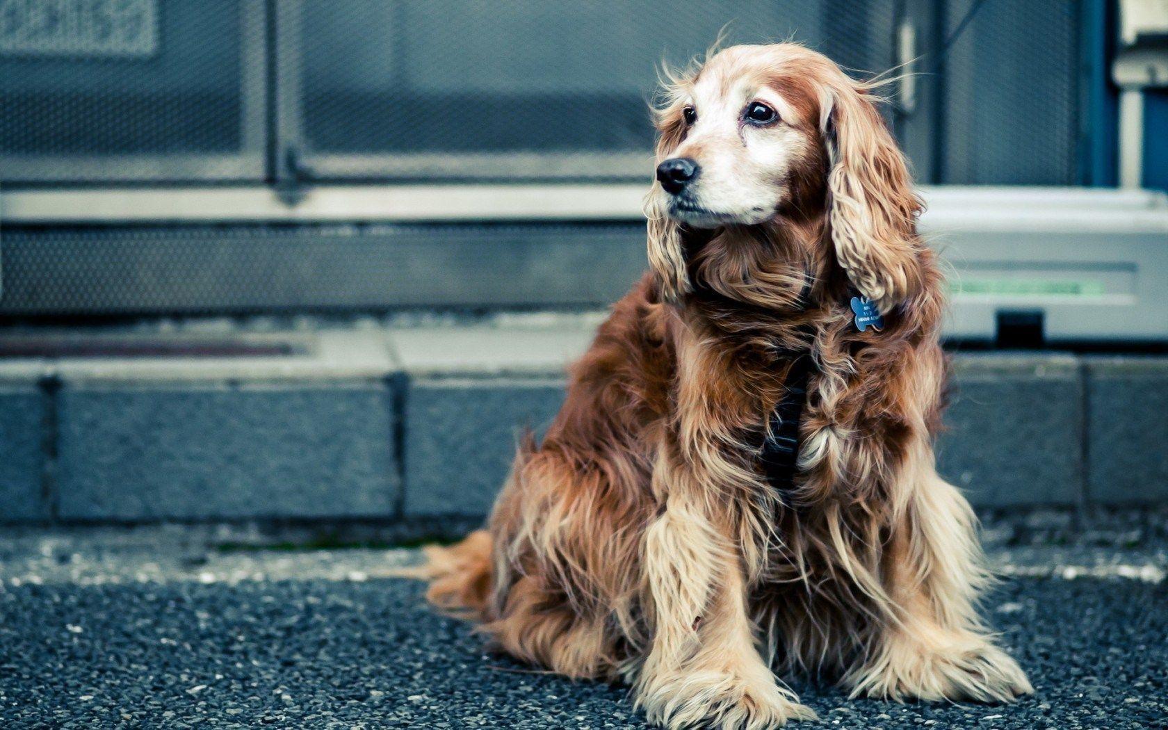 Cocker Spaniel Wallpapers