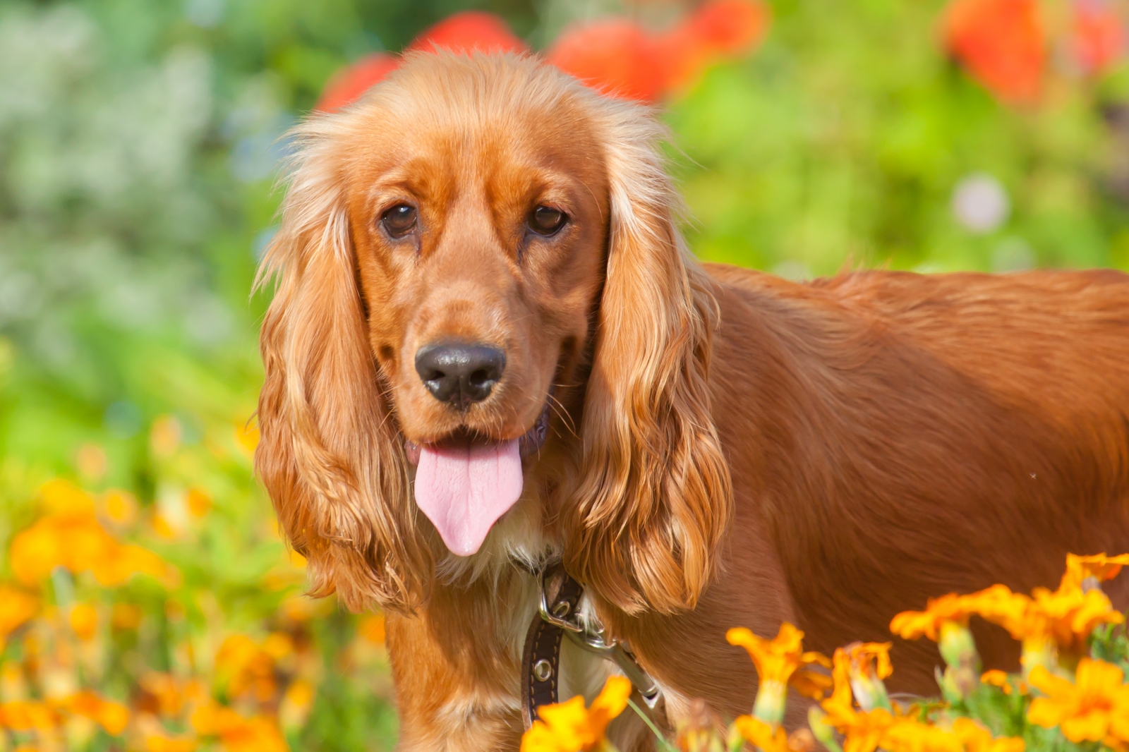 Cocker Spaniel Wallpapers