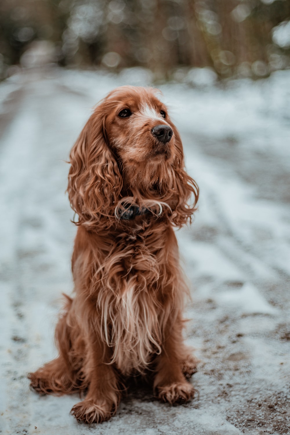 Cocker Spaniel Wallpapers