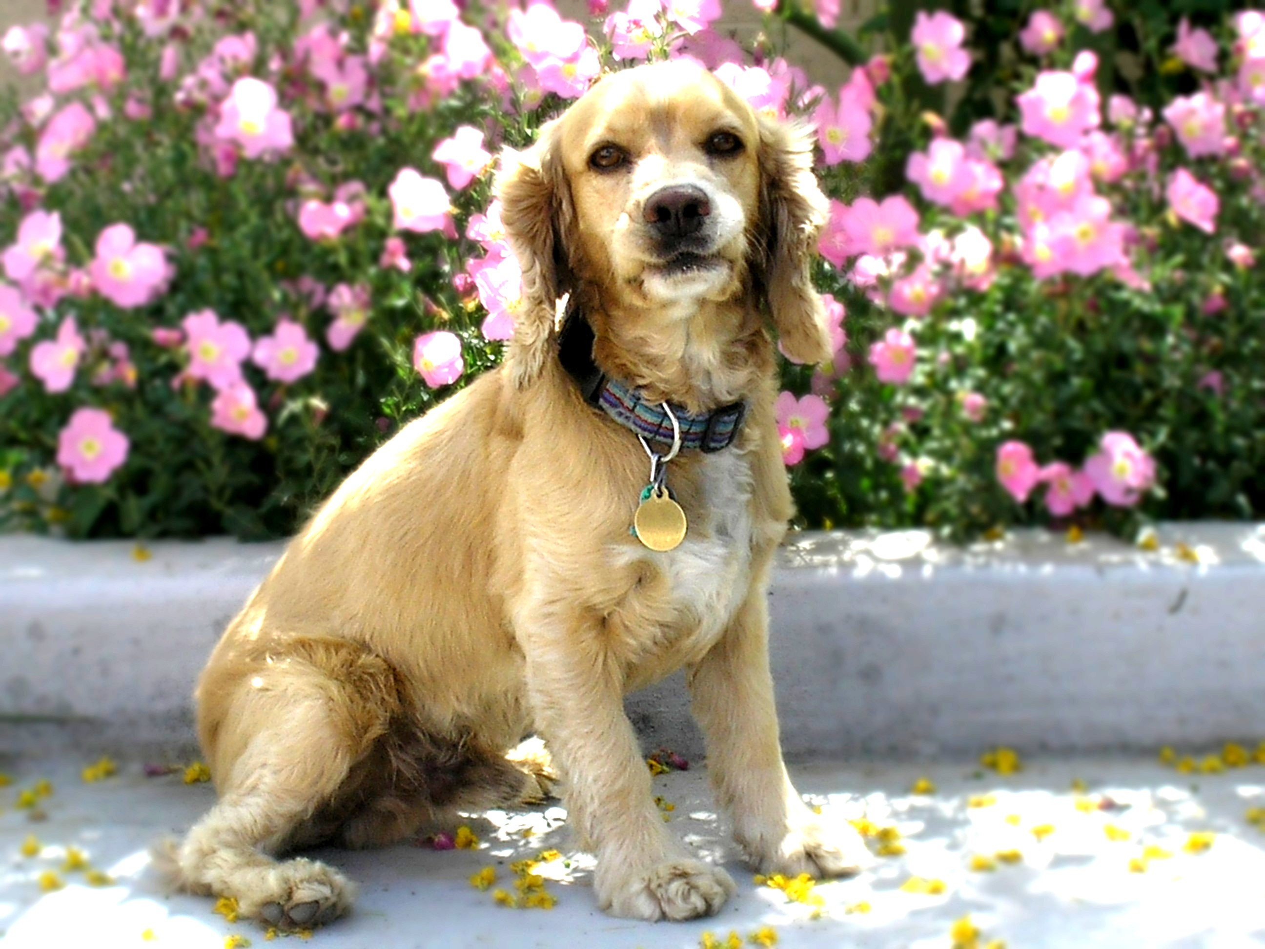 Cocker Spaniel Wallpapers