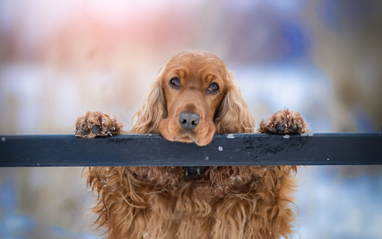 Cocker Spaniel Wallpapers