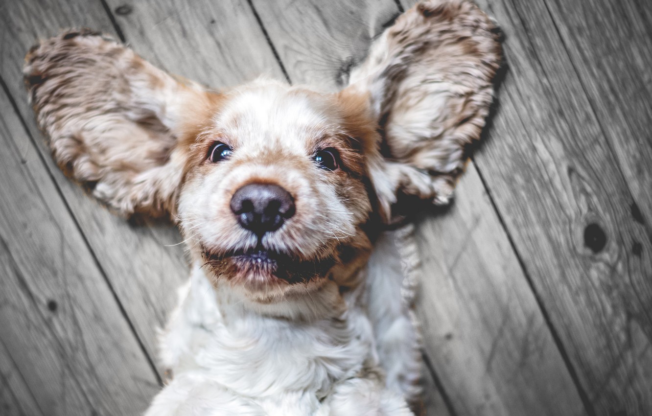 Cocker Spaniel Wallpapers