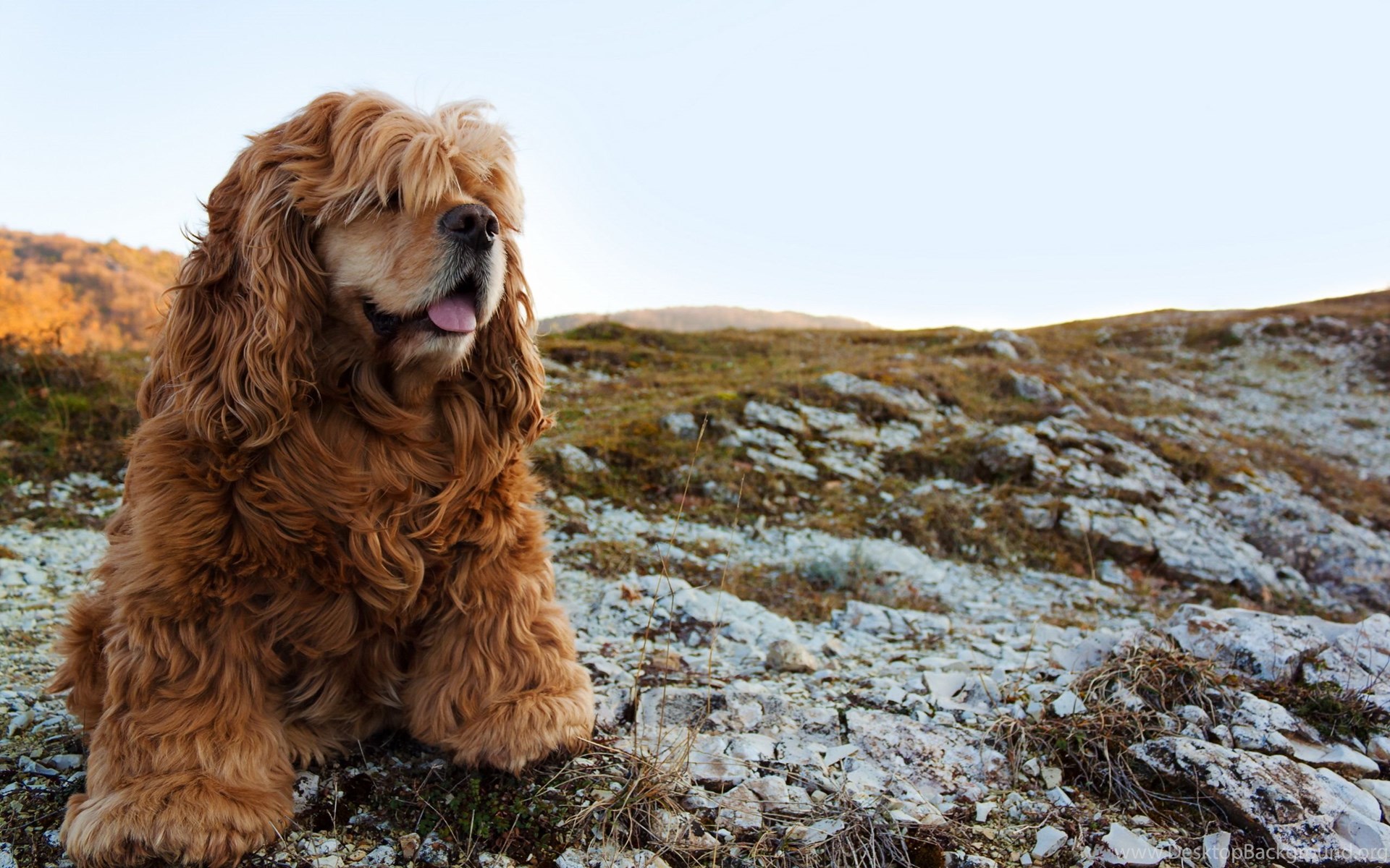 Cocker Spaniel Wallpapers