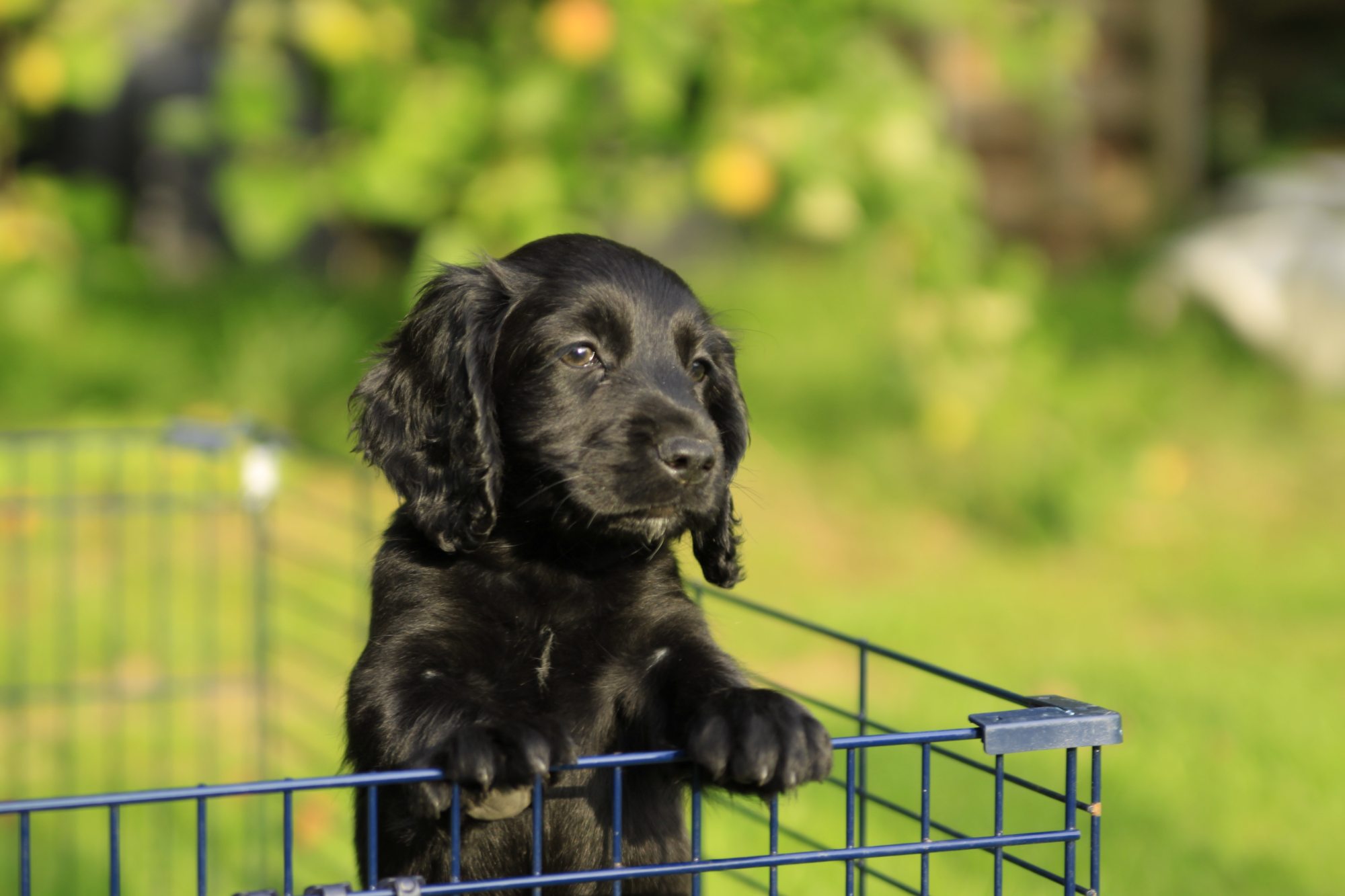 Cocker Spaniel Wallpapers