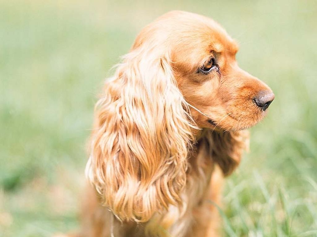 Cocker Spaniel Wallpapers