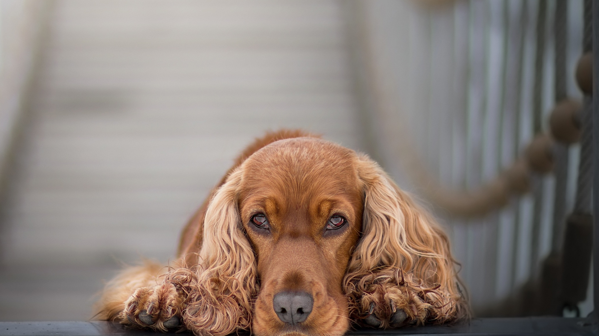 Cocker Spaniel Wallpapers