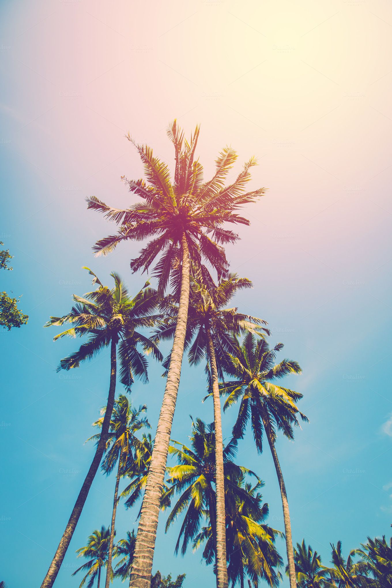 Coconut Tree Wallpapers