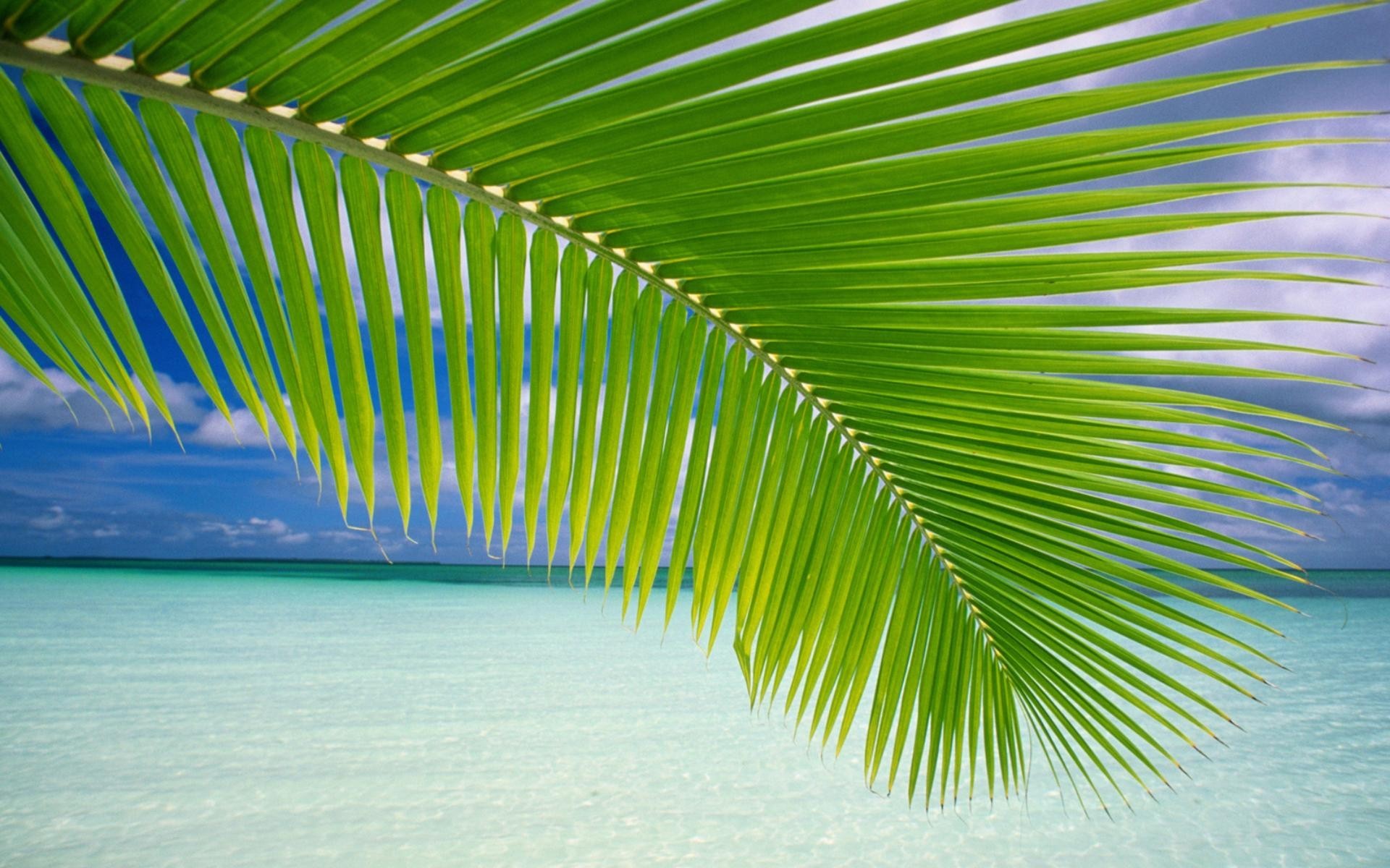 Coconut Tree Wallpapers