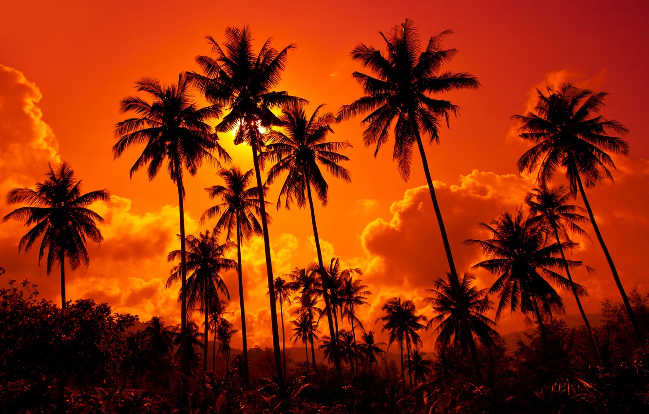 Coconut Tree Wallpapers