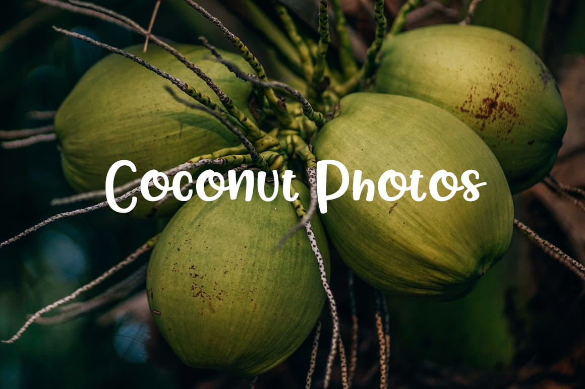 Coconut Wallpapers