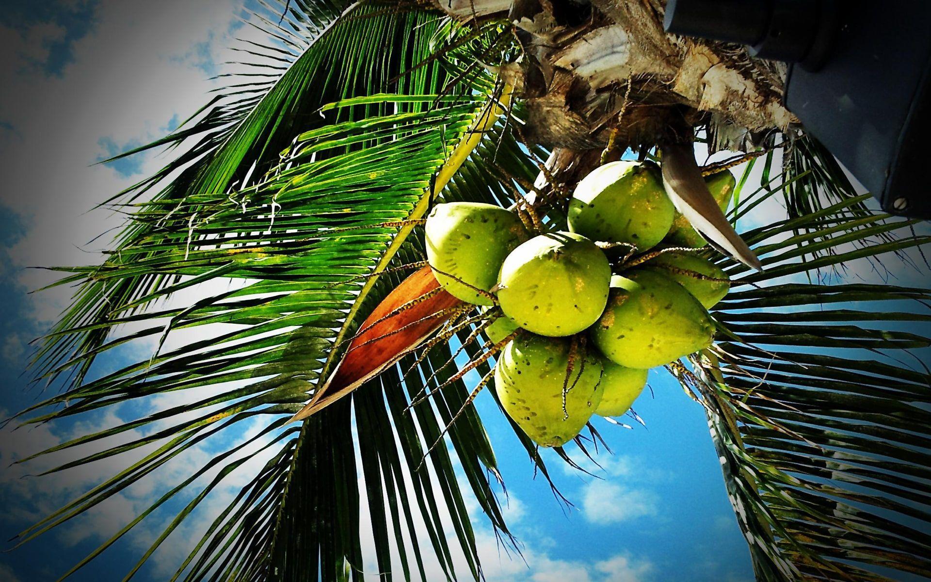 Coconut Wallpapers