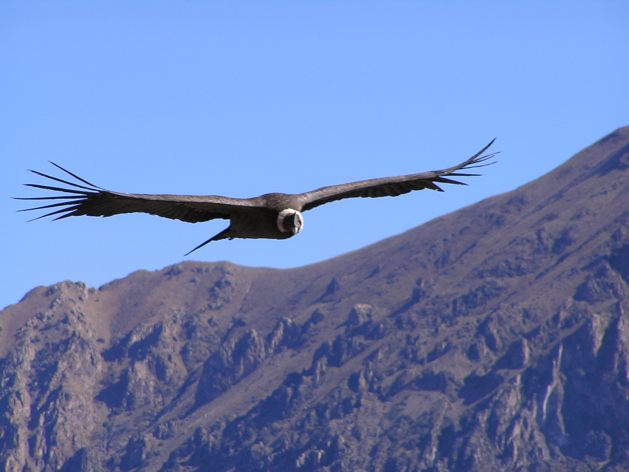 Colca Canyon Wallpapers