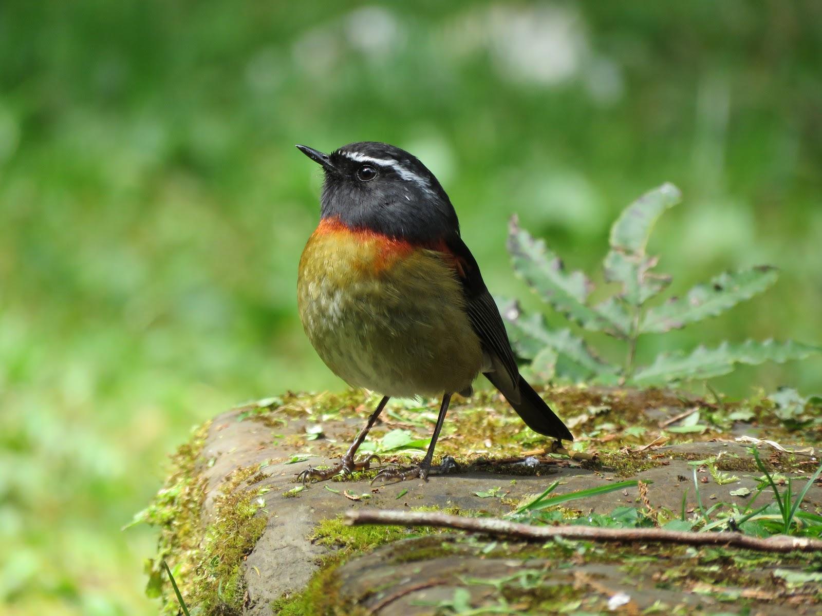 Collared Bush Robin Wallpapers