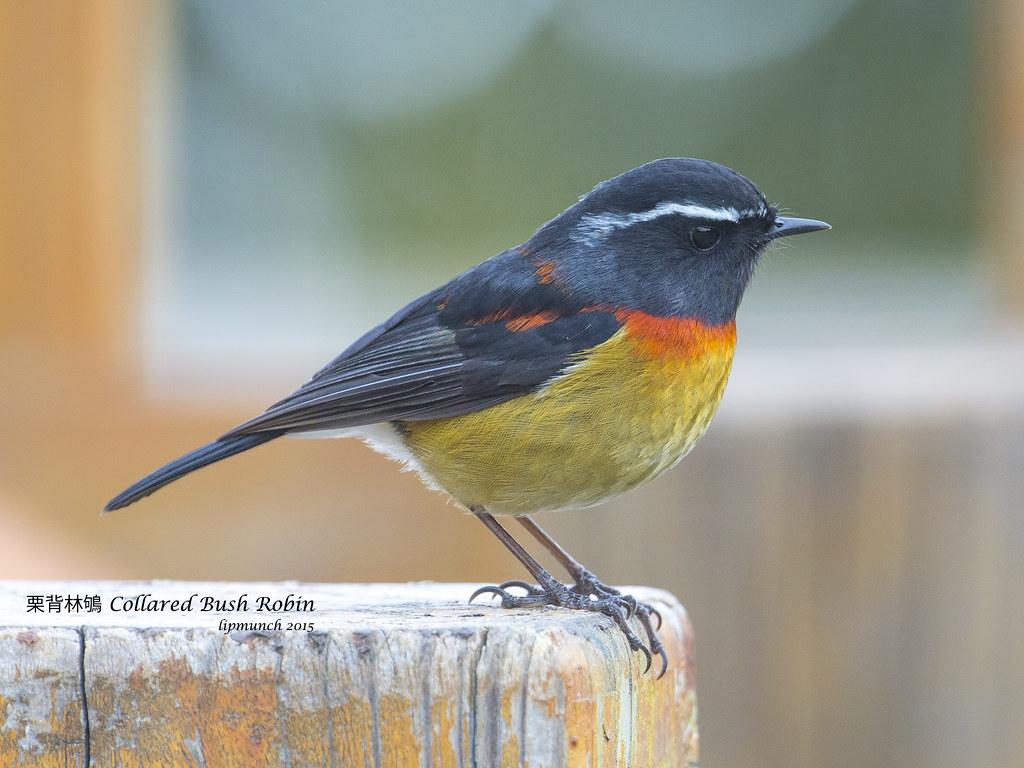 Collared Bush Robin Wallpapers