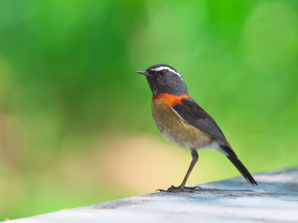 Collared Bush Robin Wallpapers