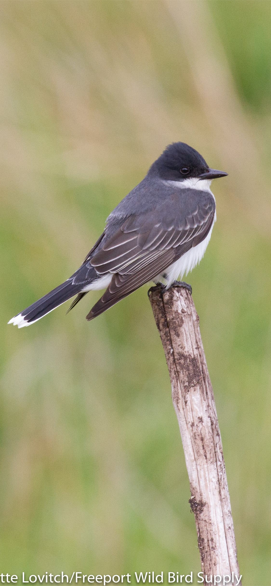 Collared Bush Robin Wallpapers