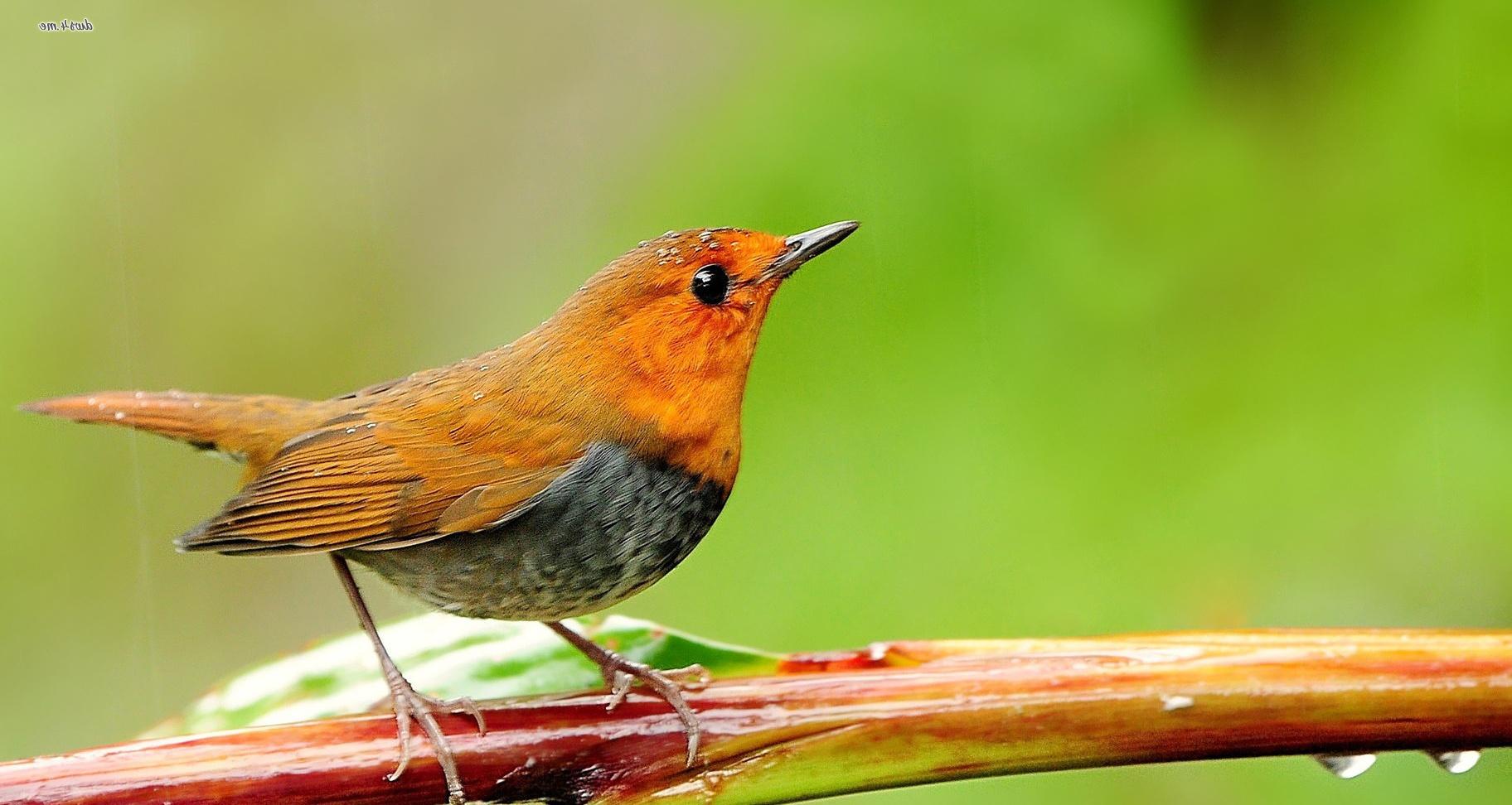 Collared Bush Robin Wallpapers