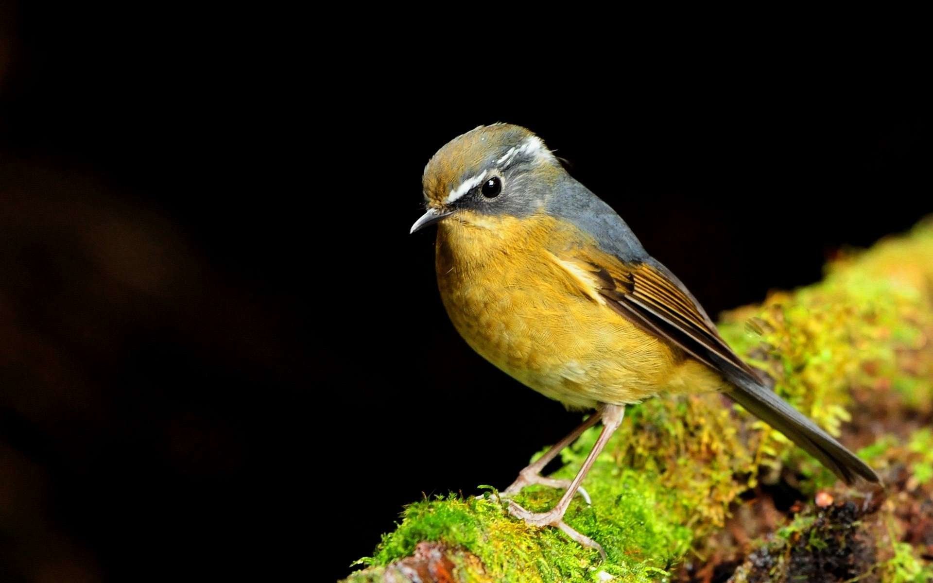 Collared Bush Robin Wallpapers