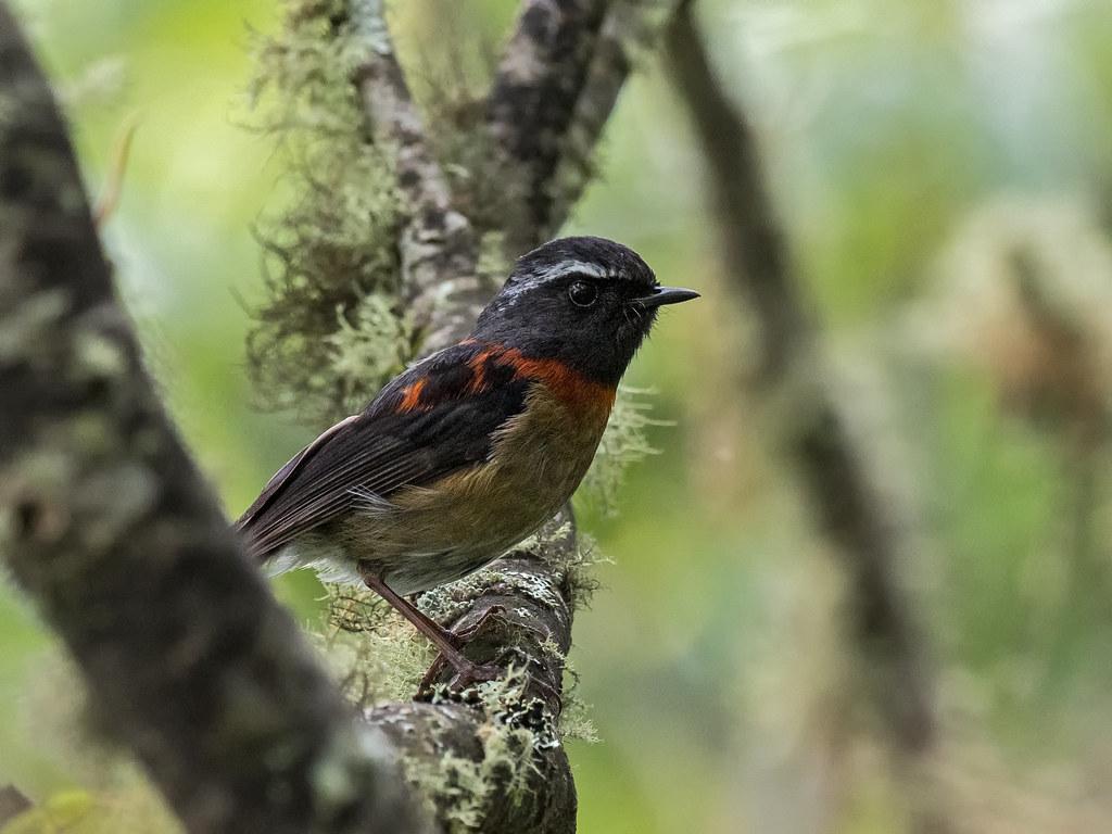 Collared Bush Robin Wallpapers