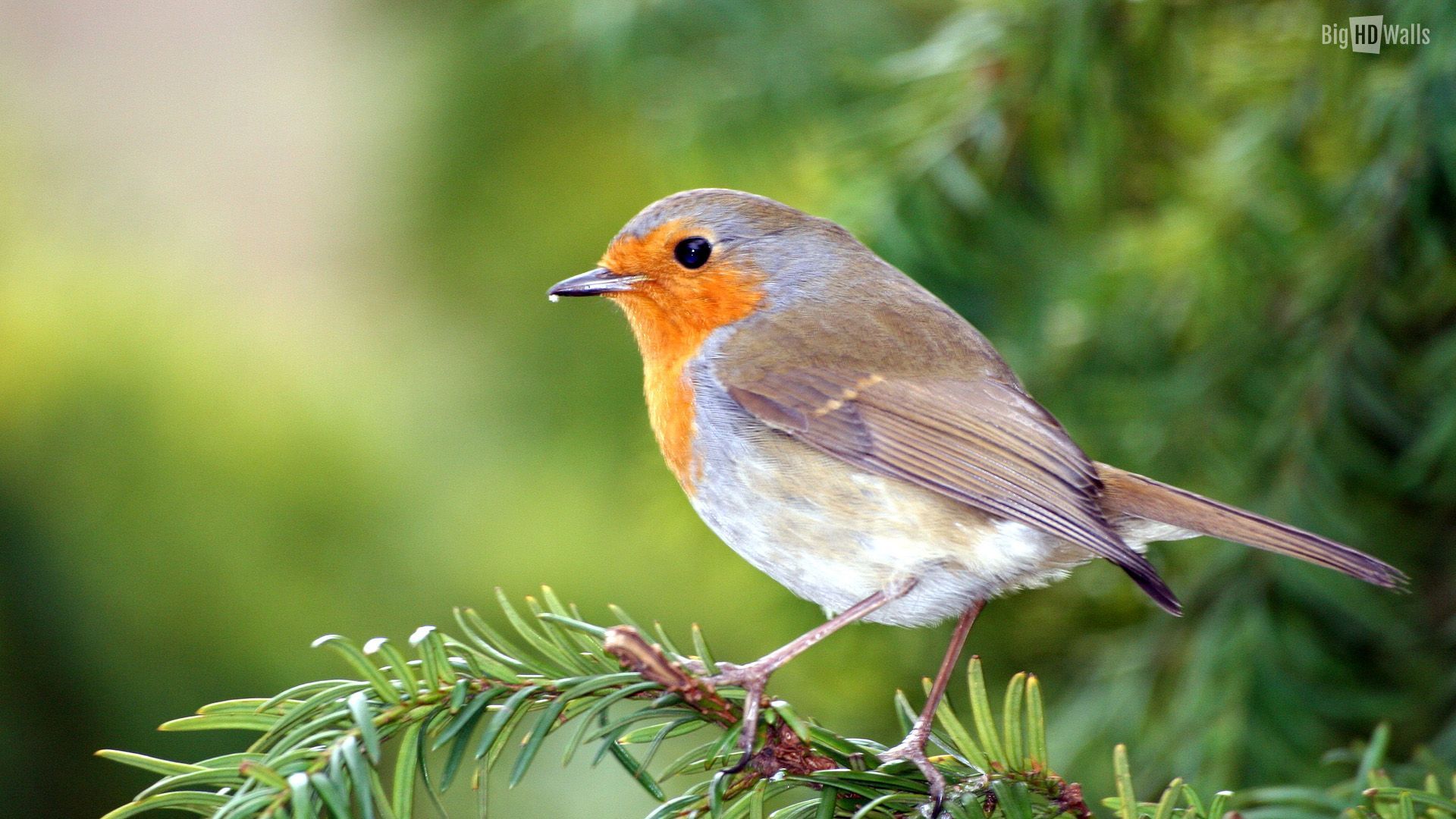 Collared Bush Robin Wallpapers