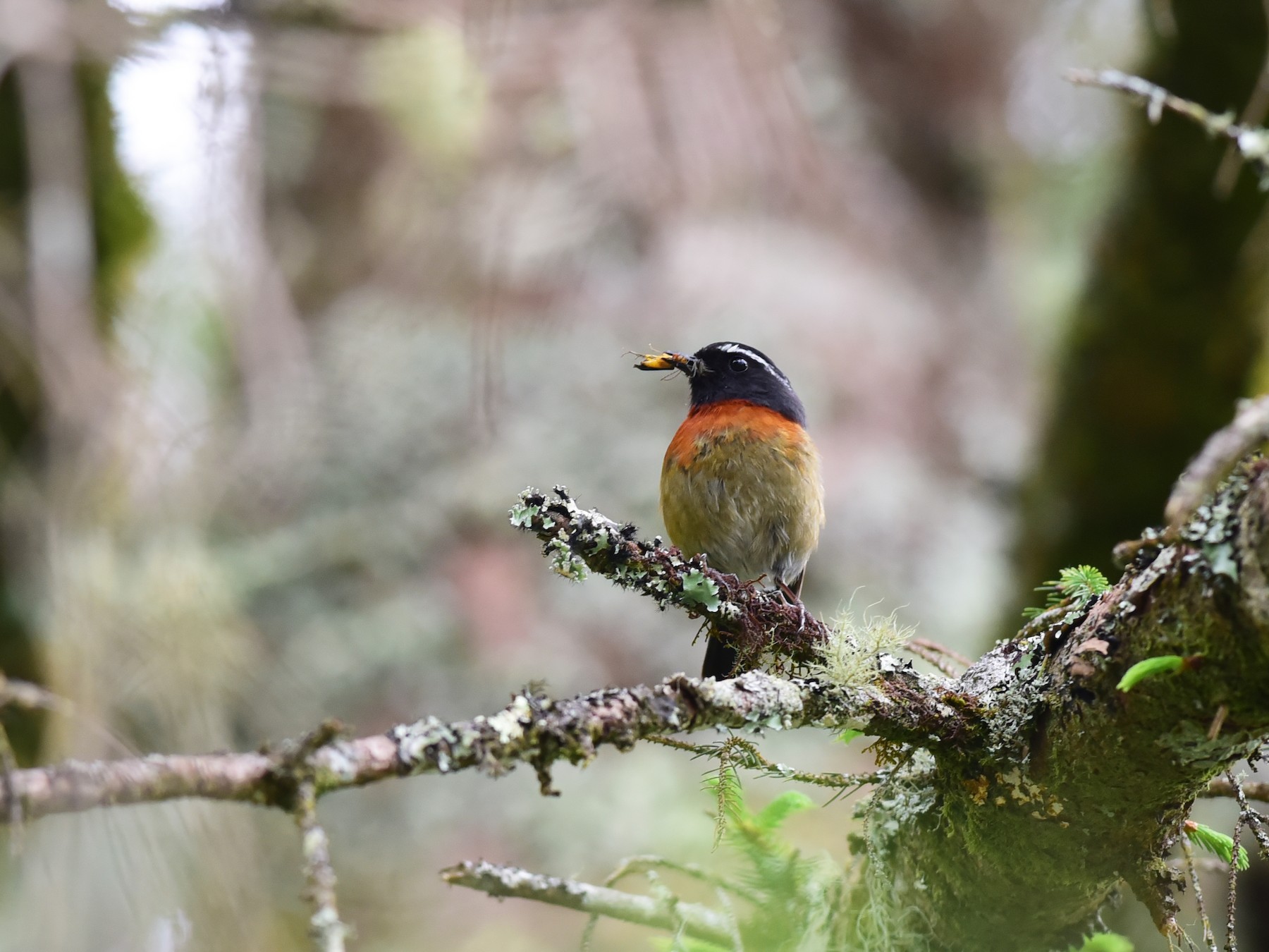 Collared Bush Robin Wallpapers