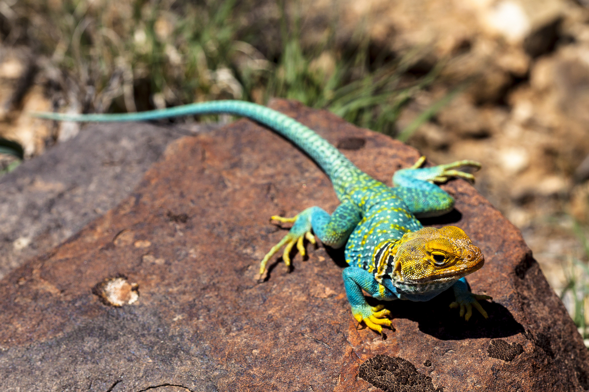 Collared Lizard Wallpapers