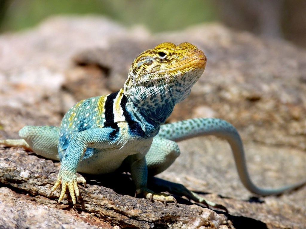 Collared Lizard Wallpapers