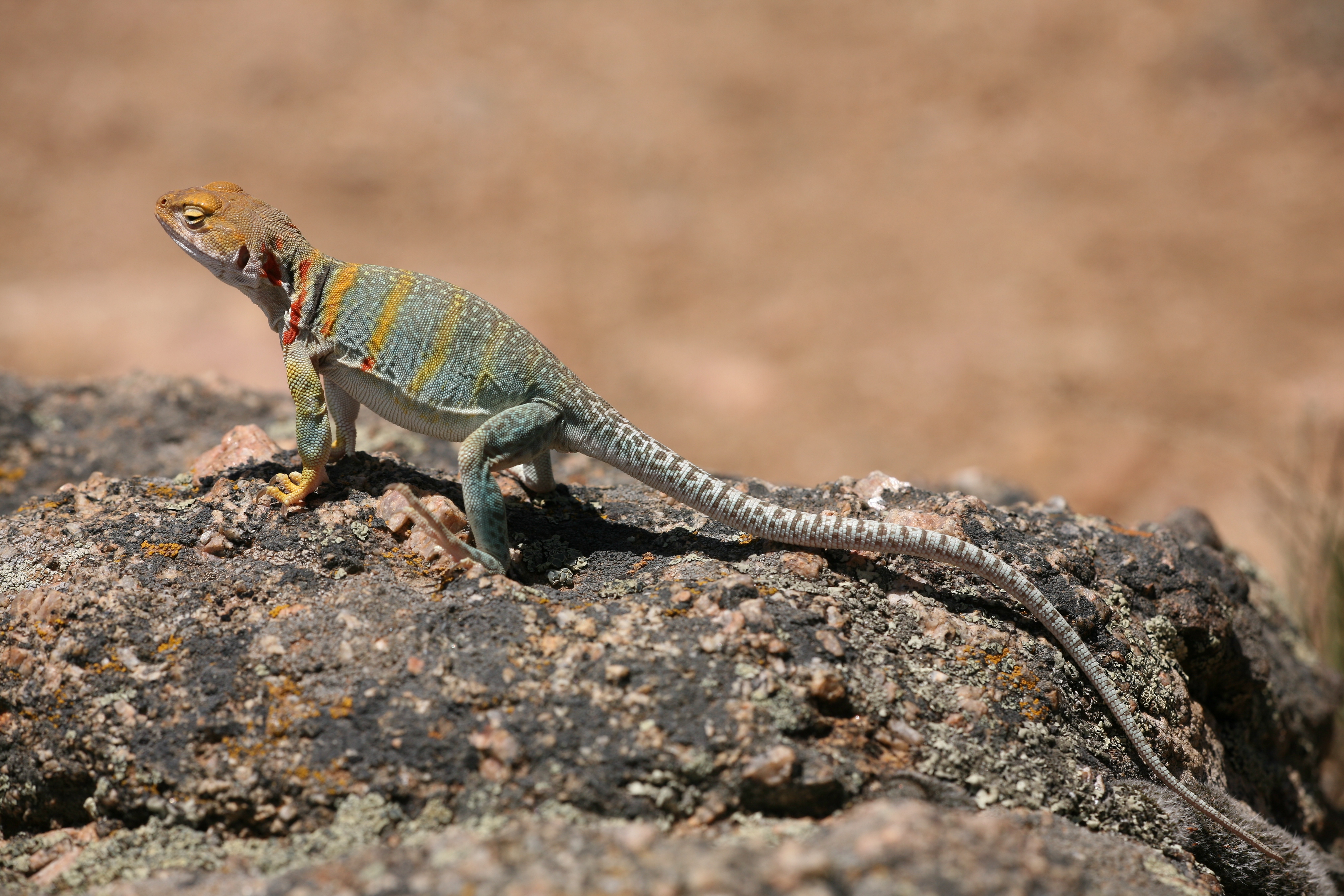 Collared Lizard Wallpapers