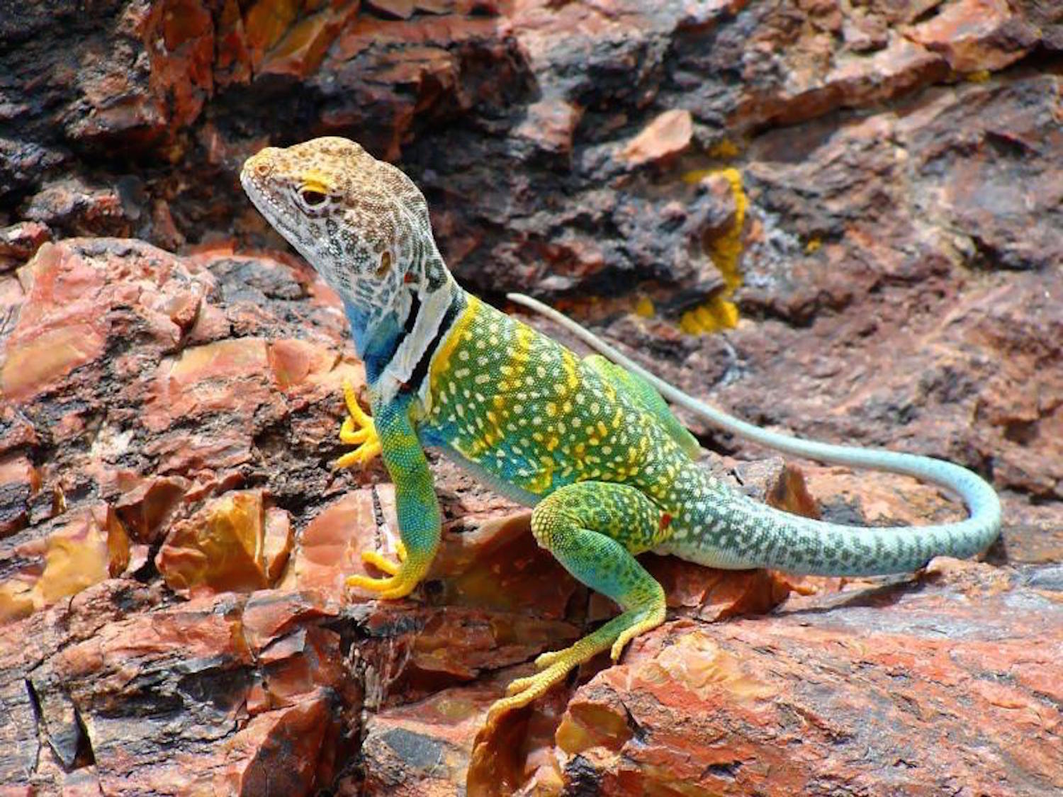 Collared Lizard Wallpapers