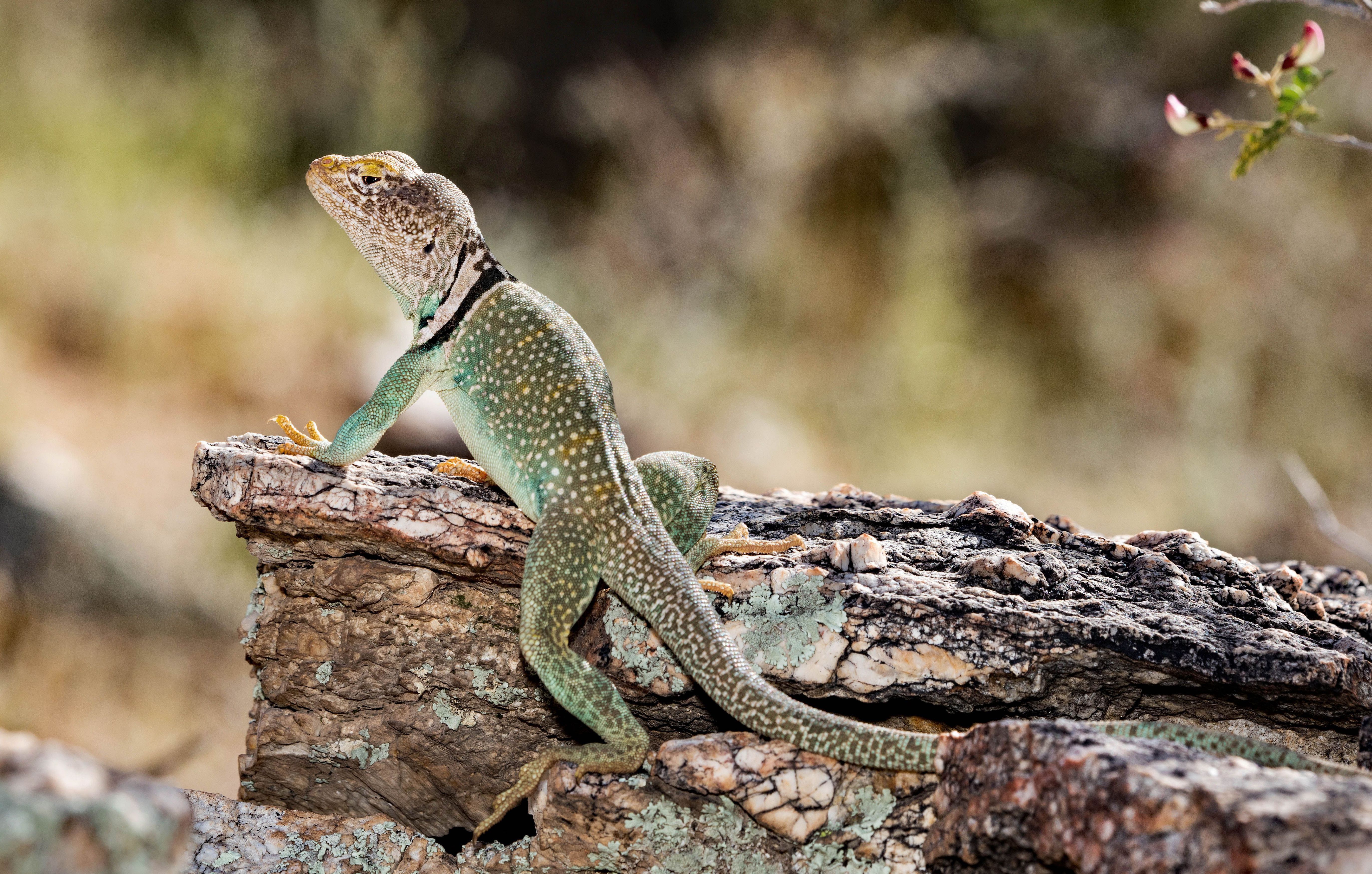 Collared Lizard Wallpapers