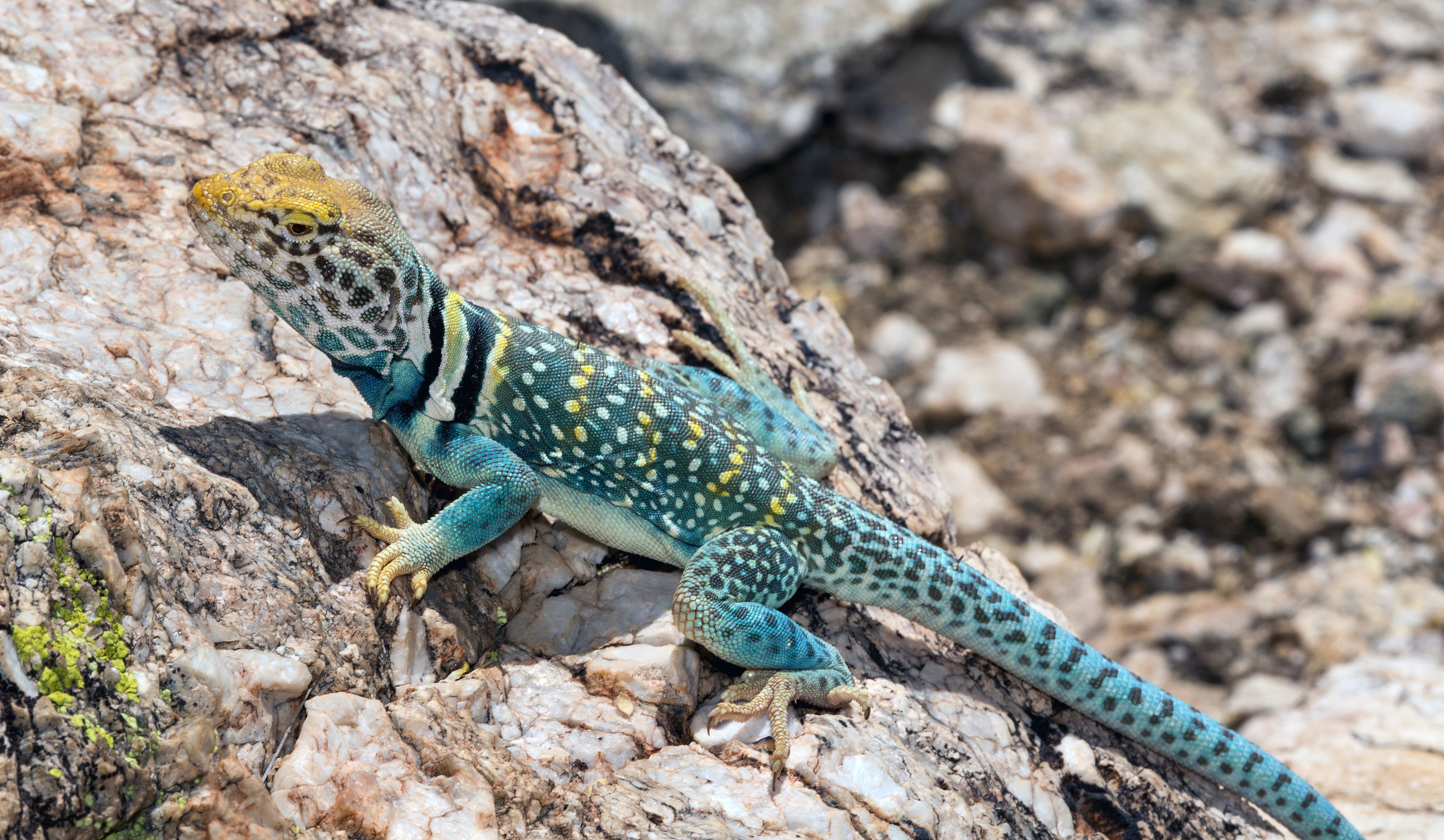 Collared Lizard Wallpapers