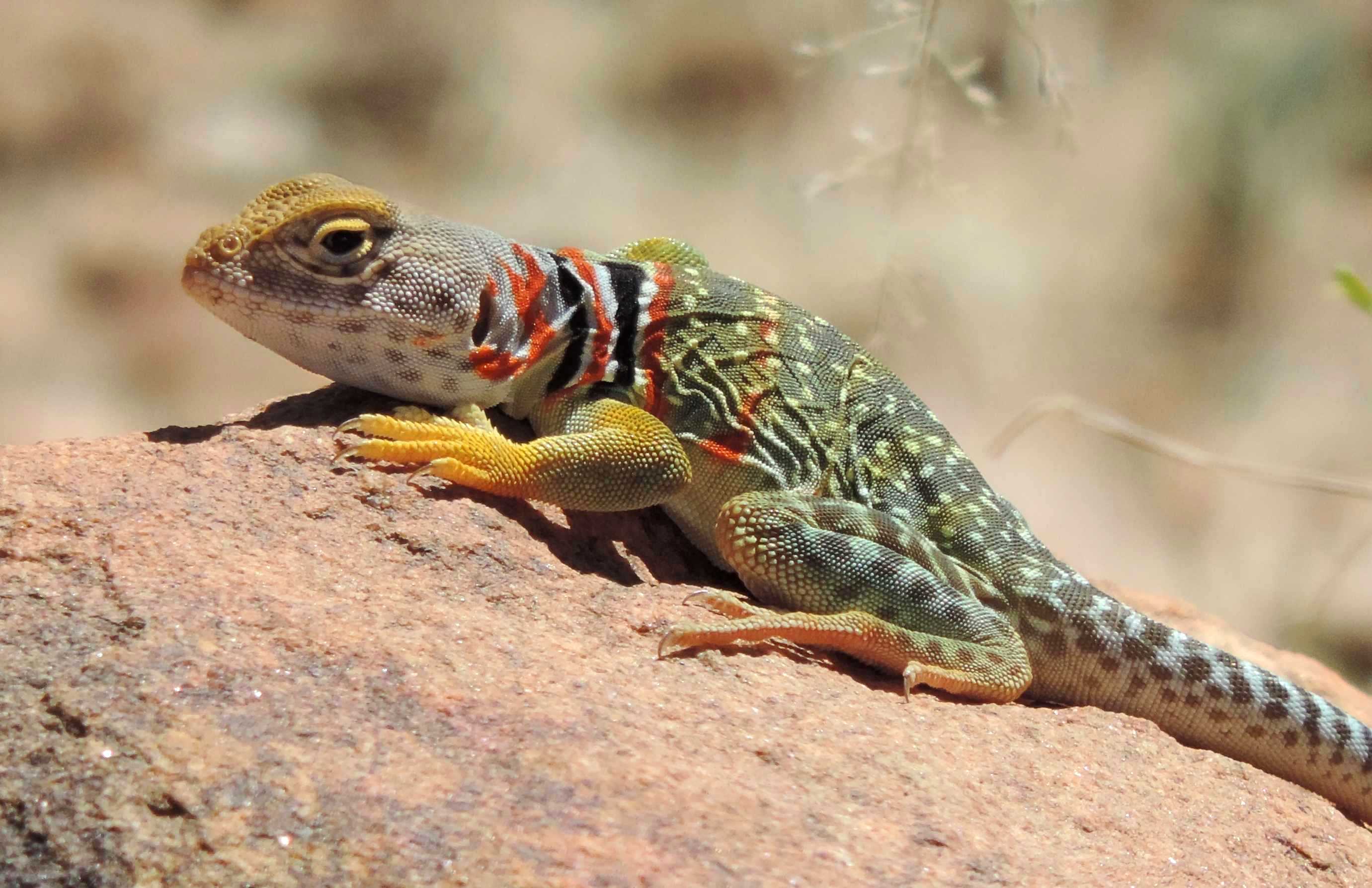 Collared Lizard Wallpapers