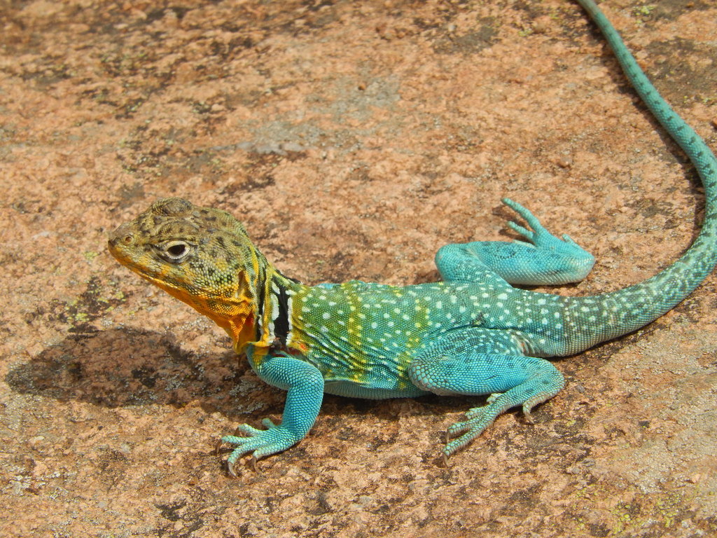 Collared Lizard Wallpapers