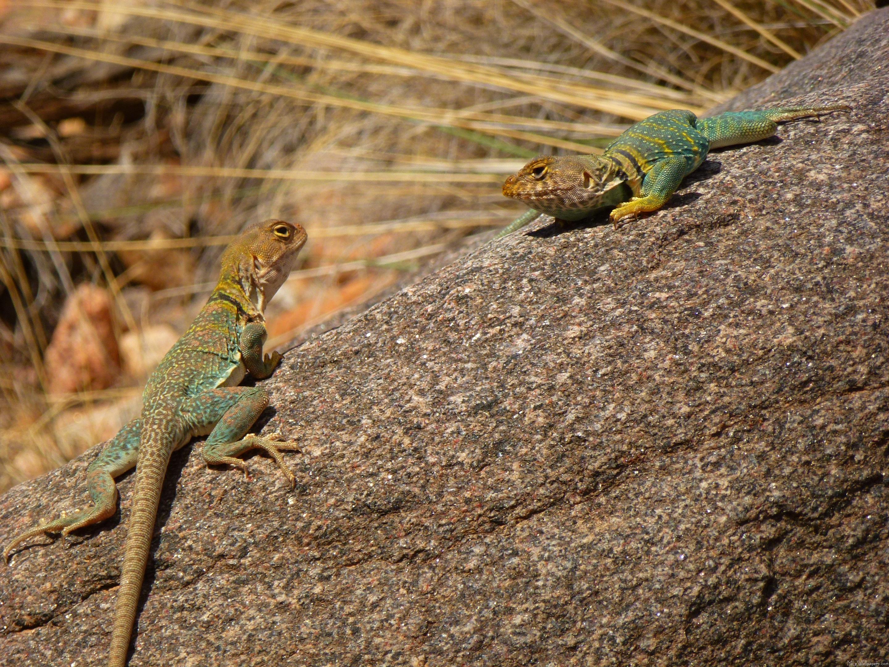 Collared Lizard Wallpapers