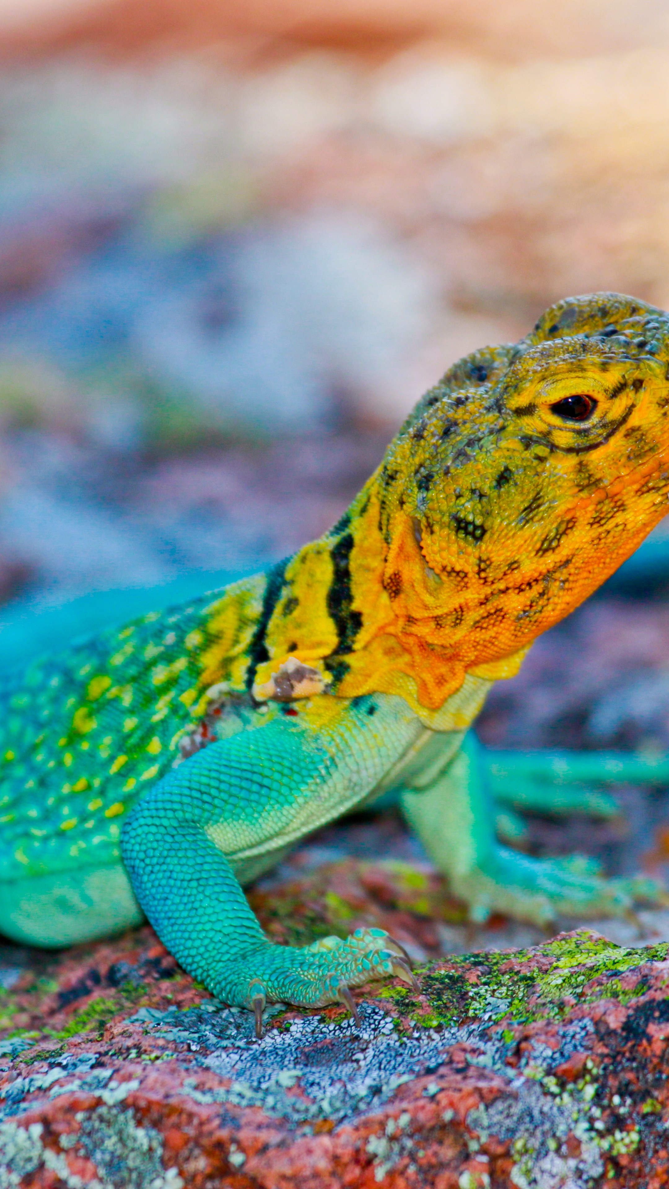 Collared Lizard Wallpapers