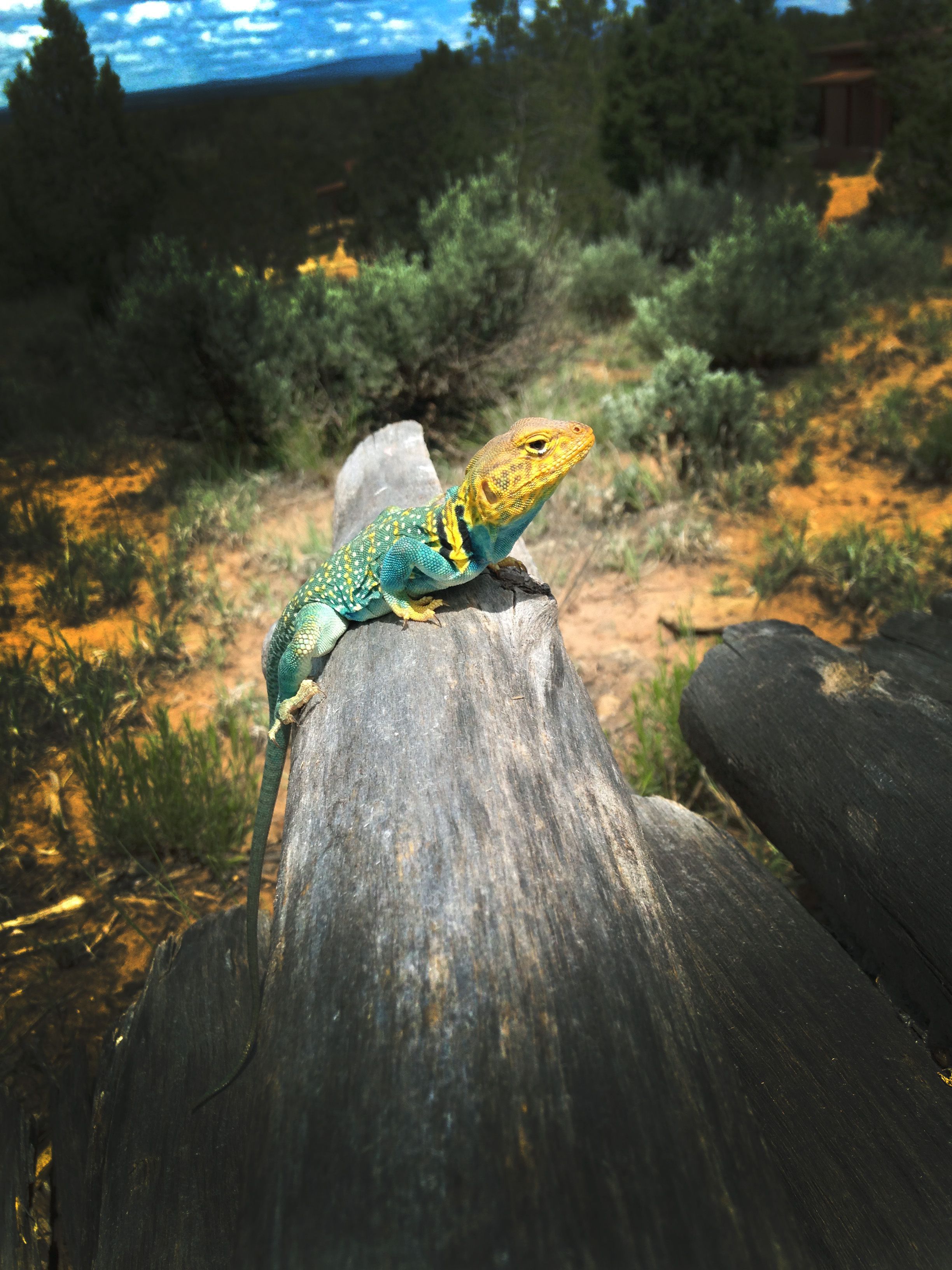 Collared Lizard Wallpapers