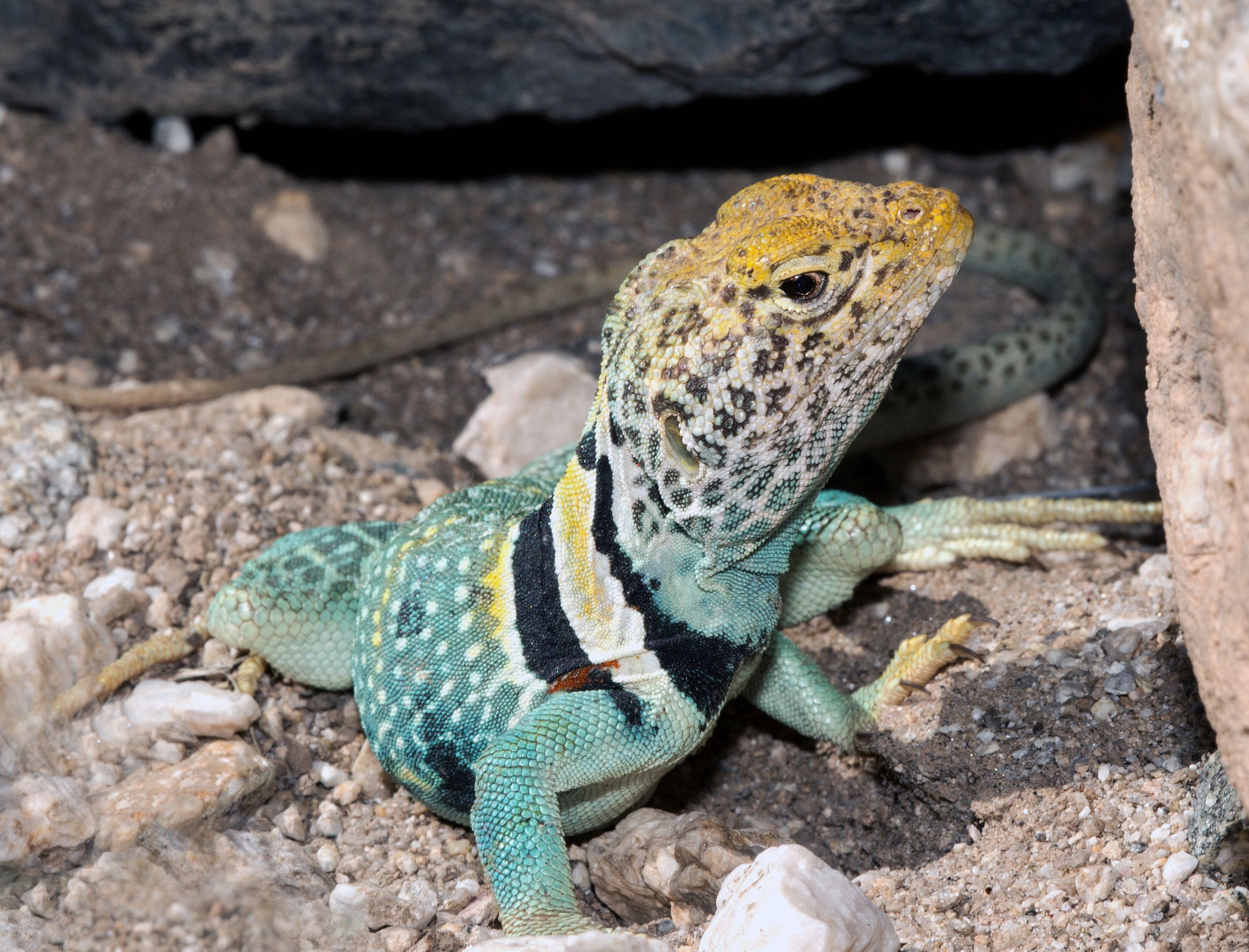 Collared Lizard Wallpapers