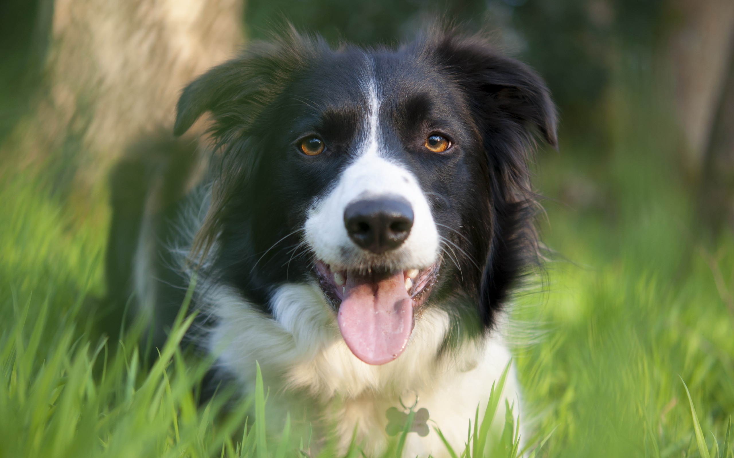 Collie Wallpapers